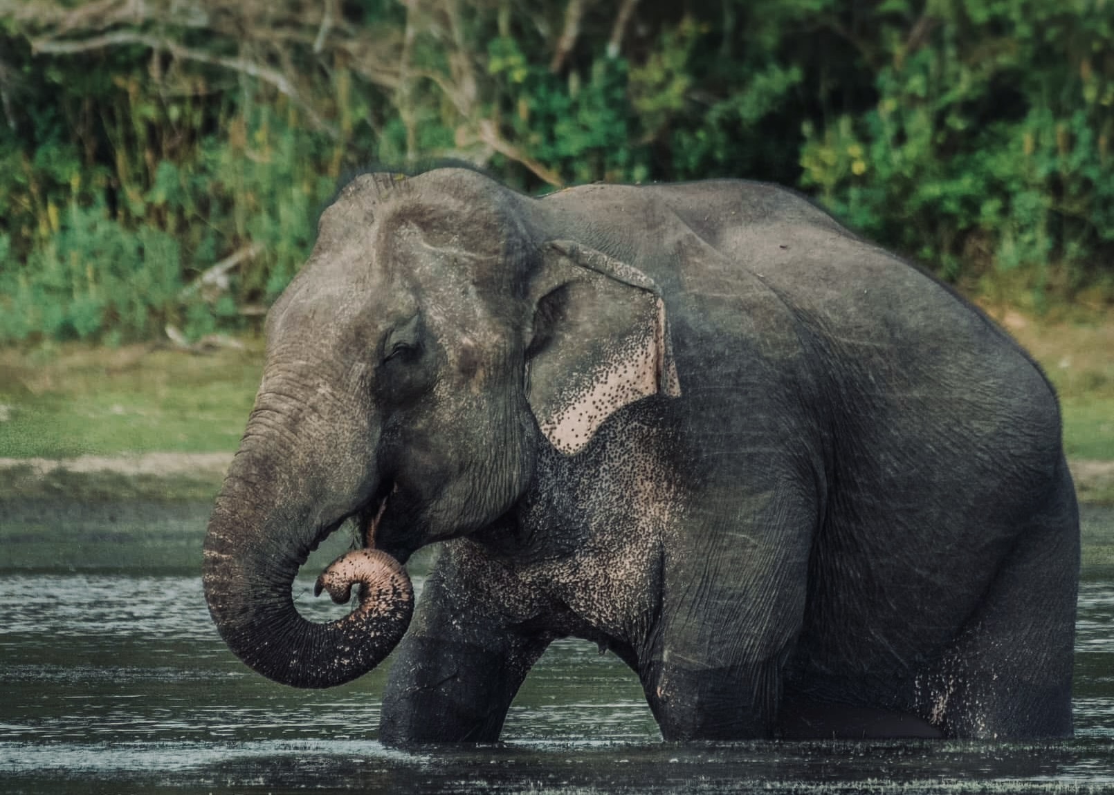 Yala Block 5 The Secret Safari That Beats Block 1 in 2026 (Complete Insider Guide) - Yala National Park Wildlife Journal
