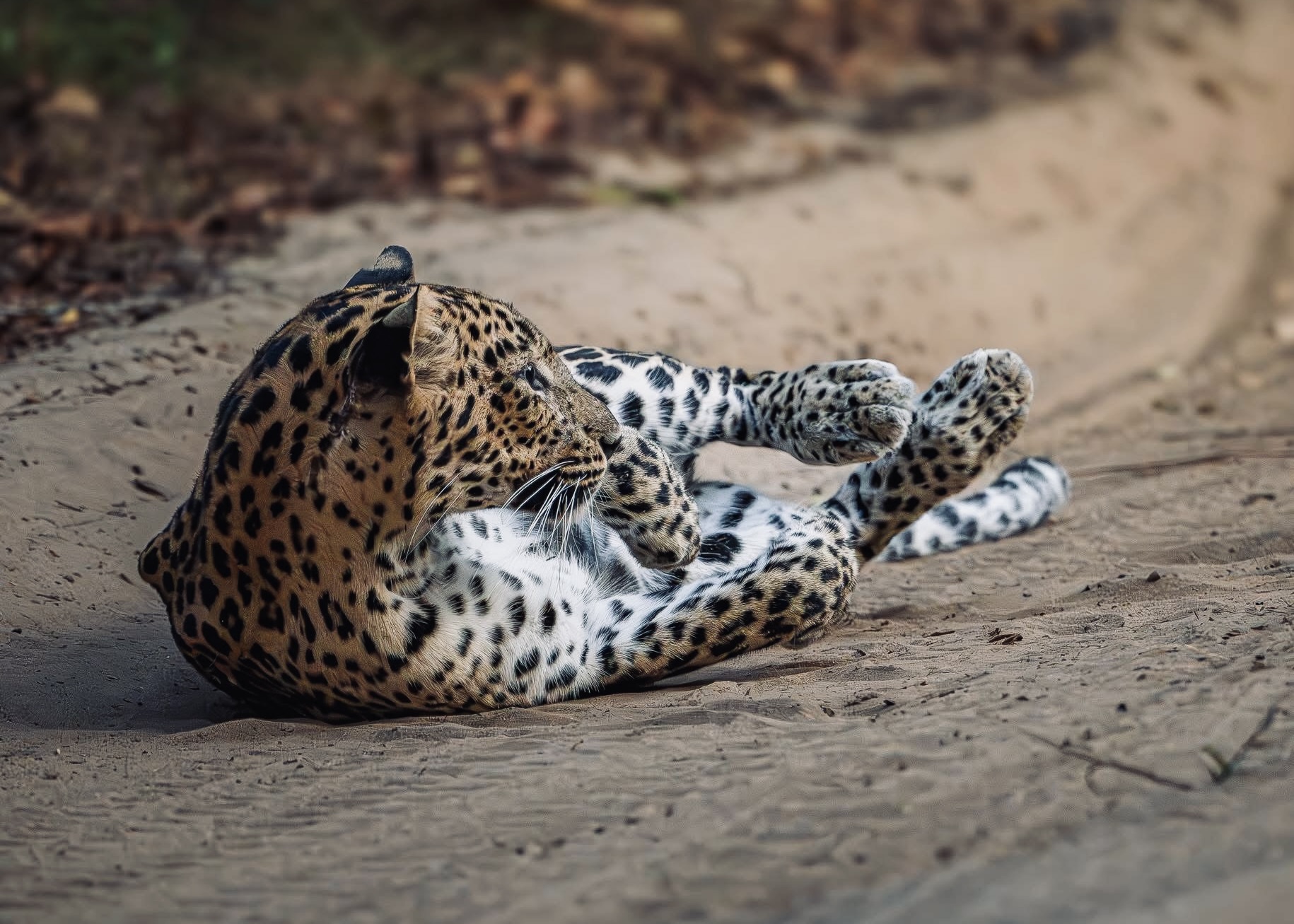 How Many Days Should You Spend at Yala National Park? (The Honest 2026 Answer) - Yala National Park Wildlife Journal
