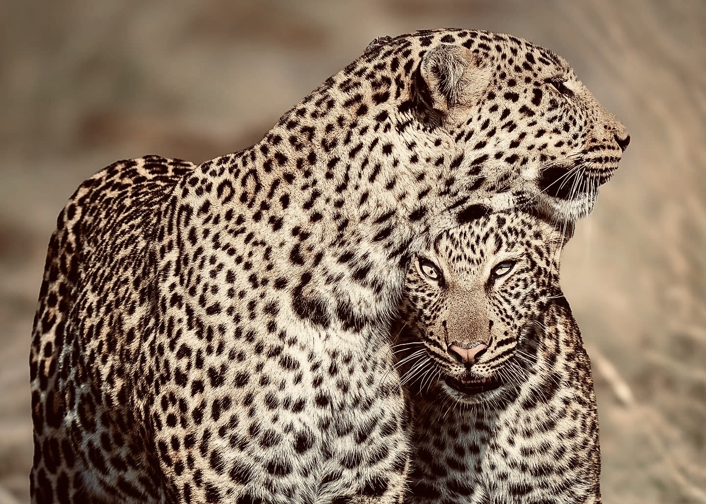 The Perfect 10 Days in Sri Lanka Itinerary 2026 Yala Safari, Ella Train, Sigiriya & Beaches (Wildlife First Route) - Yala National Park Wildlife Journal