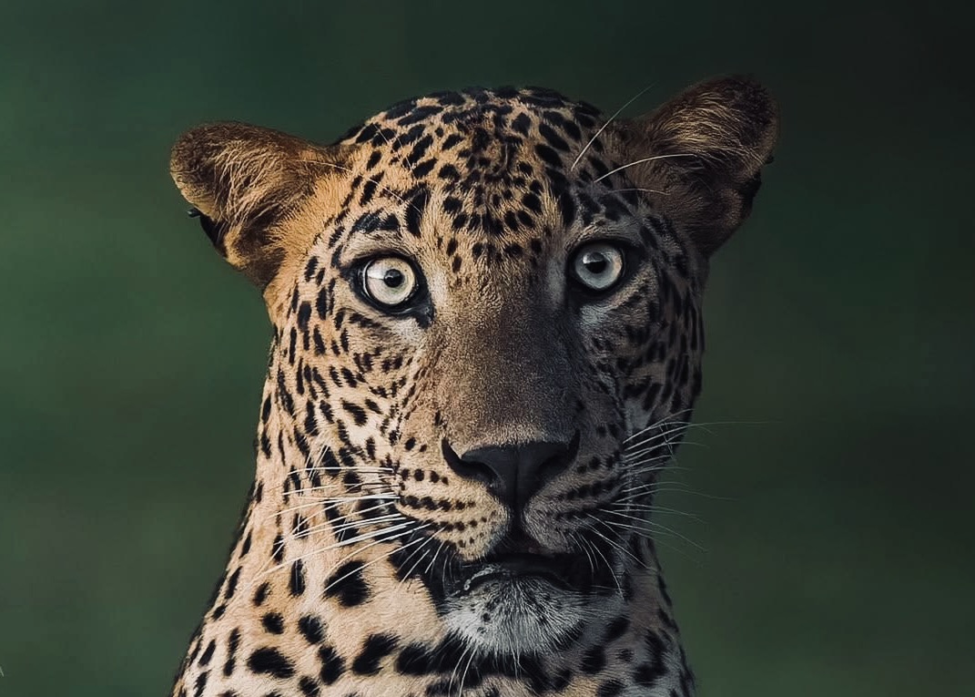 The Only Yala National Park Safari Guide You Need in 2026 Digital Tickets, Leopard Hotspots & Responsible Travel - Yala National Park Wildlife Journal