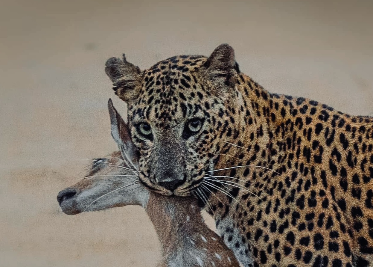 Yala National Park Safari 2026 Digital Ticketing, 300-Vehicle Cap & Why Block 5 is the Ethical Choice - Yala National Park Wildlife Journal