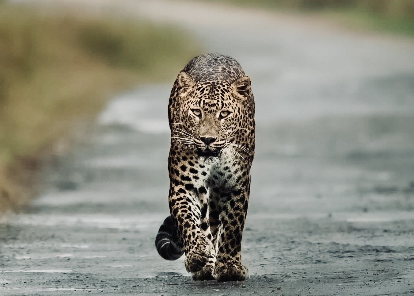 Yala Full Day Tour (12 Hours) - Yala National Park Safari Jeep Drive