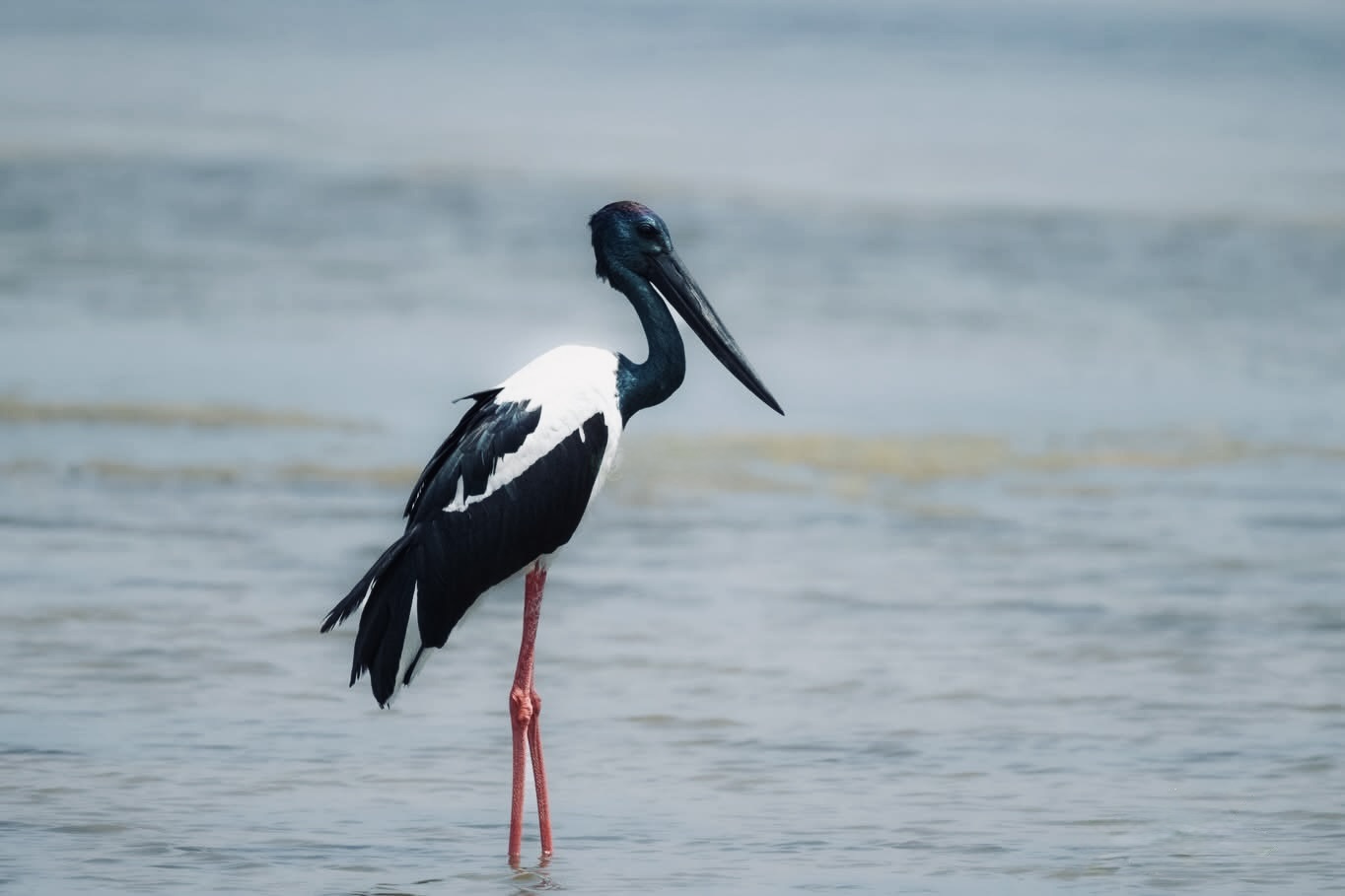 The Ultimate Yala National Park Safari Guide 2026 Everything You Need to Know - Yala National Park Wildlife Journal