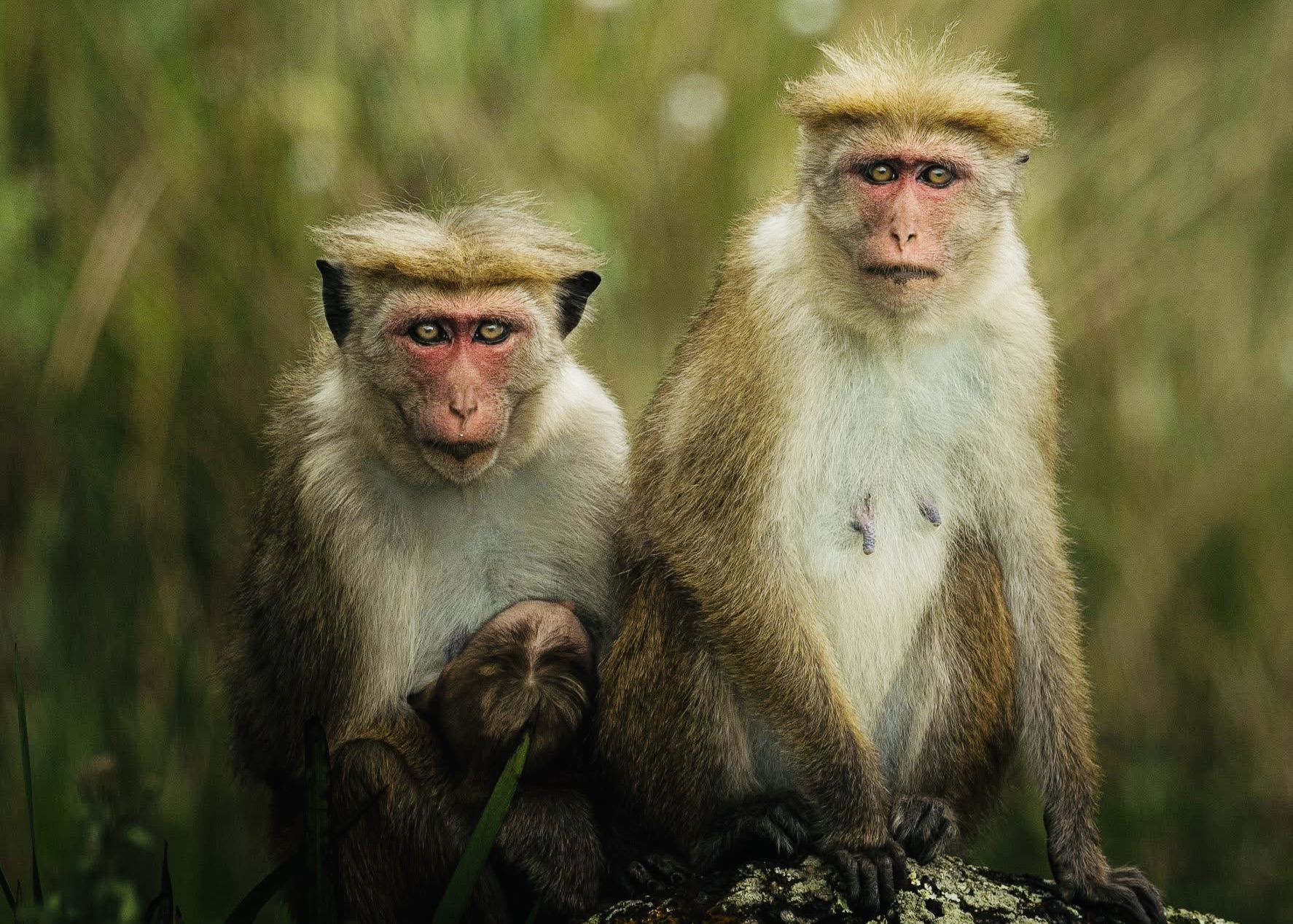 I Visited Yala National Park in 2026 My Honest Review + The Complete Planning Guide (Don't Go Without Reading This) - Yala National Park Wildlife Journal