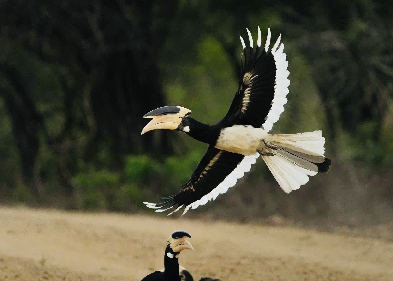 Your Ultimate Yala National Park Safari Guide for 2026 Leopard Density, Hidden Blocks, Costs, and Secrets Unlocked - Yala National Park Wildlife Journal