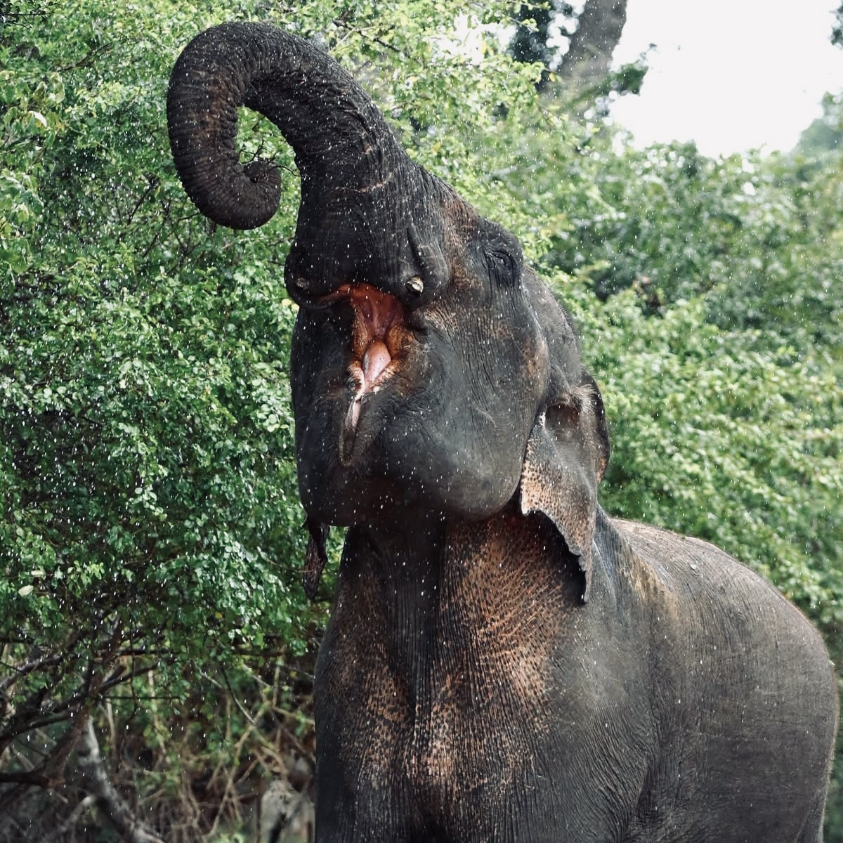 The Perfect 7 Days in Sri Lanka Itinerary 2026 Sigiriya, Kandy, Ella, Yala & Galle (Day-by-Day Guide) - Yala National Park Wildlife Journal