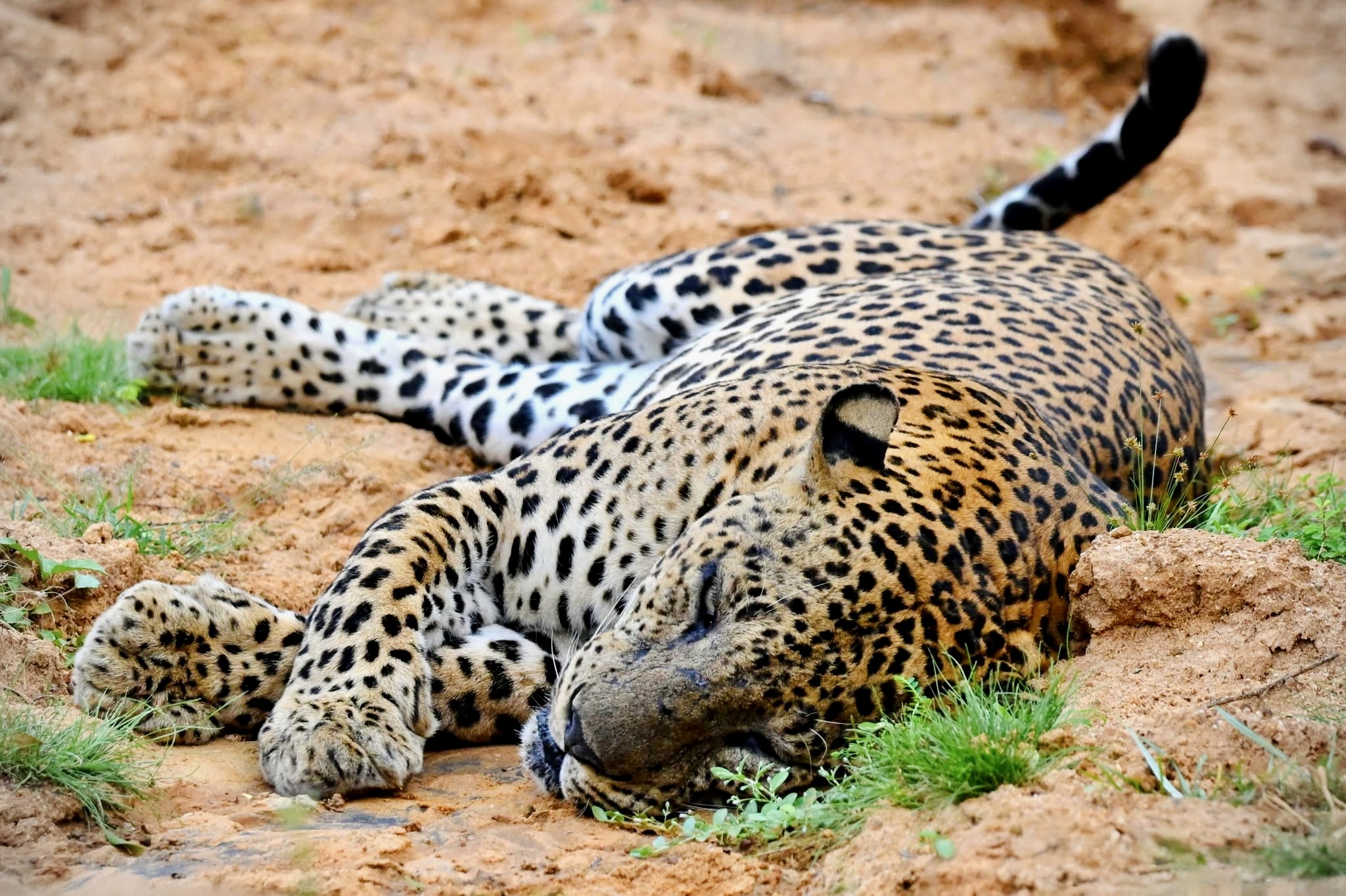 Yala National Park: 50 Most Asked Questions Answered (2026 Complete FAQ Guide) - Yala National Park Wildlife Journal