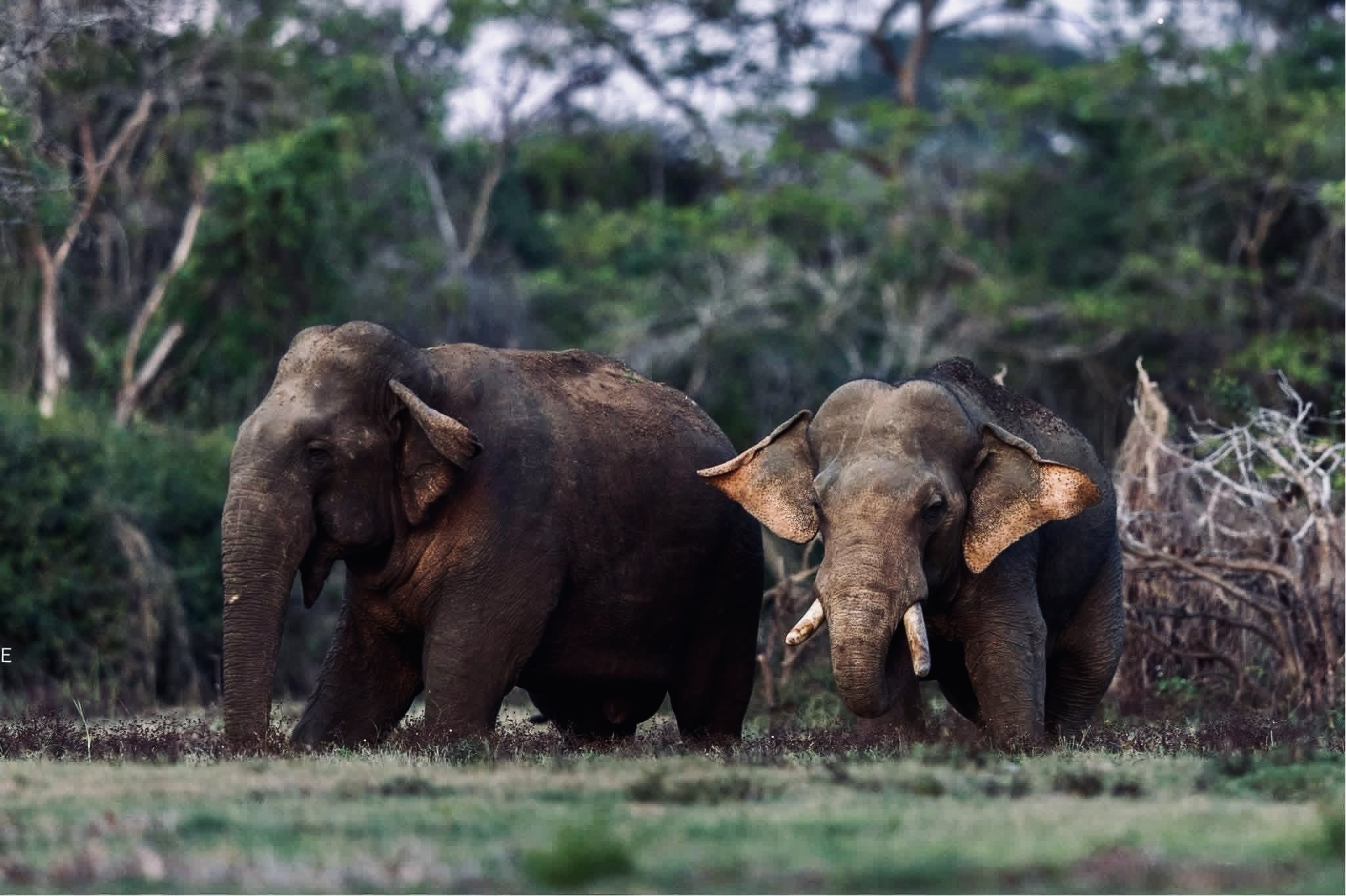 Yala National Park Insider Guide 2026 The Secrets Only Experienced Safari-Goers Know - Yala National Park Wildlife Journal