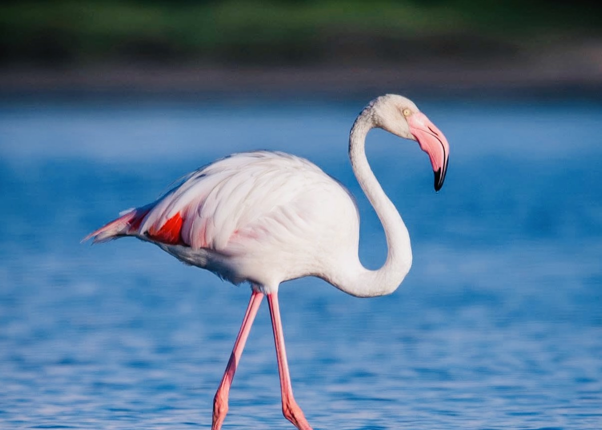 Yala National Park Safari 2026 Ultimate Foreigners Guide Real Costs, Best Time for Leopards, Block 1 vs Block 5 & How to Avoid Crowds - Yala National Park Wildlife Journal