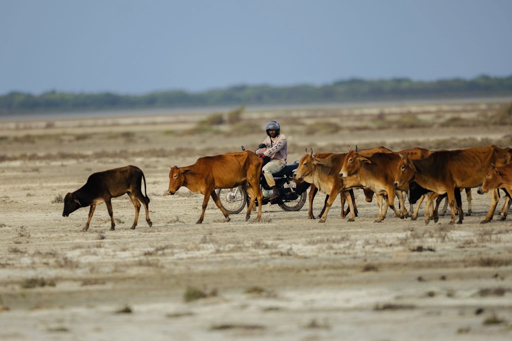Yala National Park Complete Beginner's Guide 2026 Everything a First-Timer Needs to Know Before Booking - Yala National Park Wildlife Journal