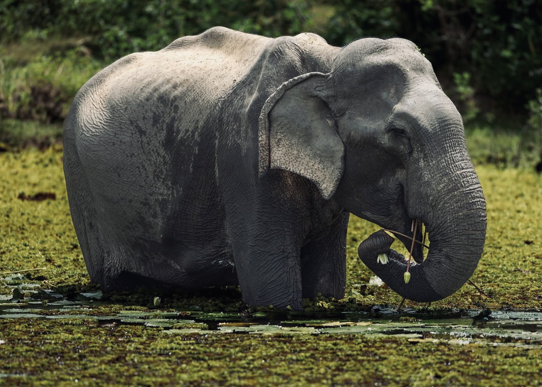 Yala National Park Safari 2026 Honest Foreigners Guide Real Costs, Best Leopard Time, Block 1 vs 5 & Crowd Avoidance Tips - Yala National Park Wildlife Journal