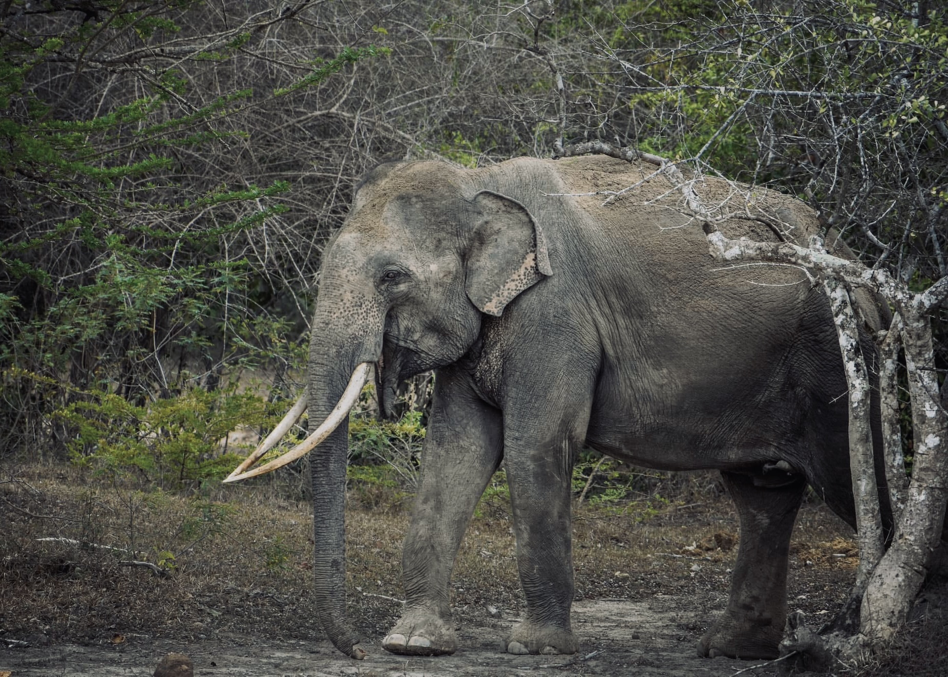 Your Perfect Yala National Park Safari The Complete Day-by-Day Experience Guide 2026 - Yala National Park Wildlife Journal