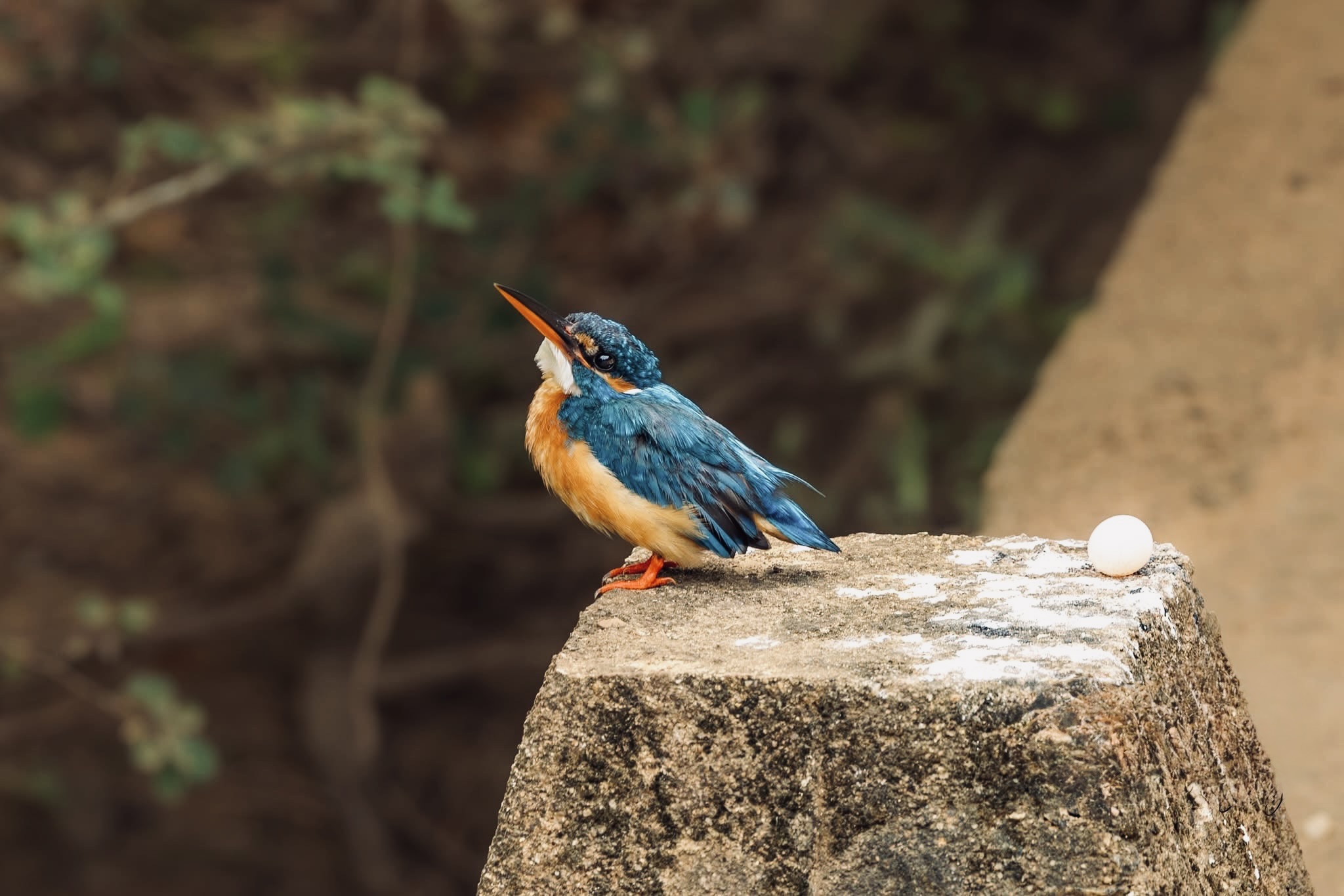 5-Day Sri Lanka Escape - Sri Lanka Round Tour Expedition