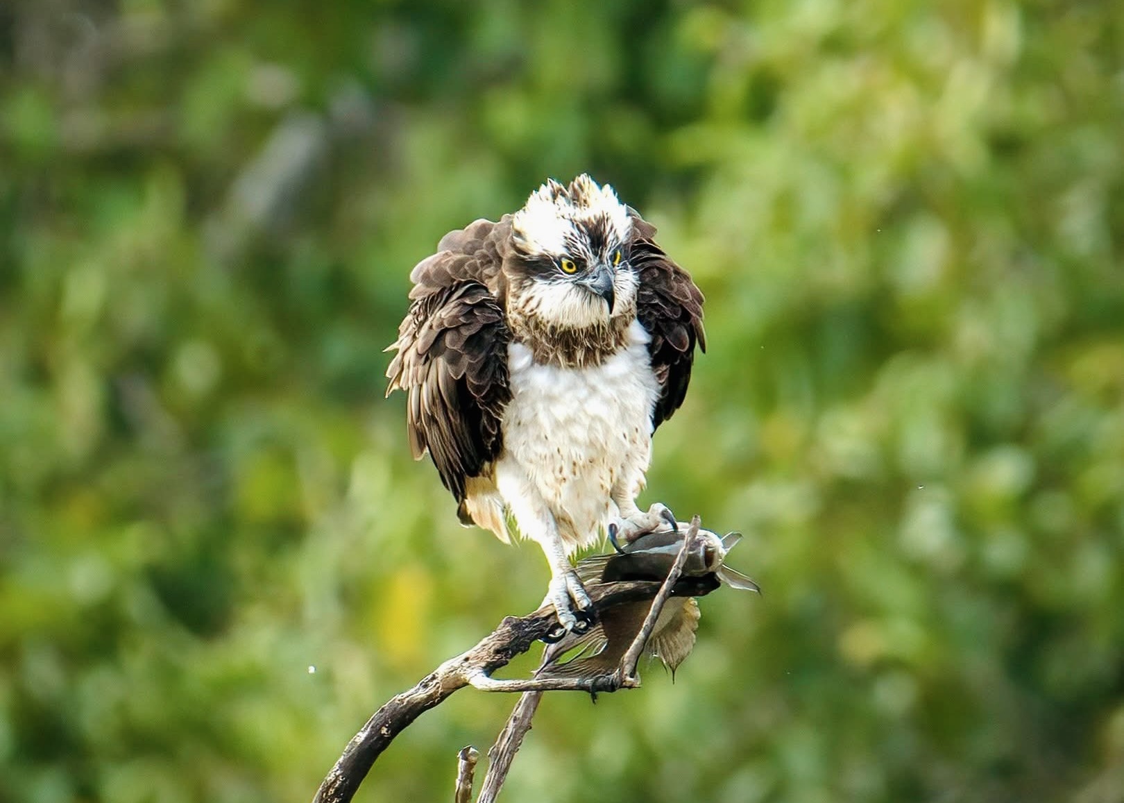 Sri Lanka Wildlife Safari Guide 2026 The Complete Handbook to Every Park, Animal & Experience - Yala National Park Wildlife Journal