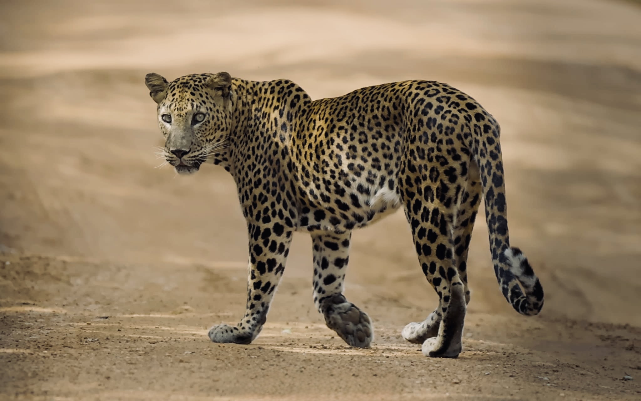 Sri Lanka Safari 2026 Best National Parks Ranked for Foreigners Costs, Best Time, Leopards, Elephants & Full Itineraries - Yala National Park Wildlife Journal