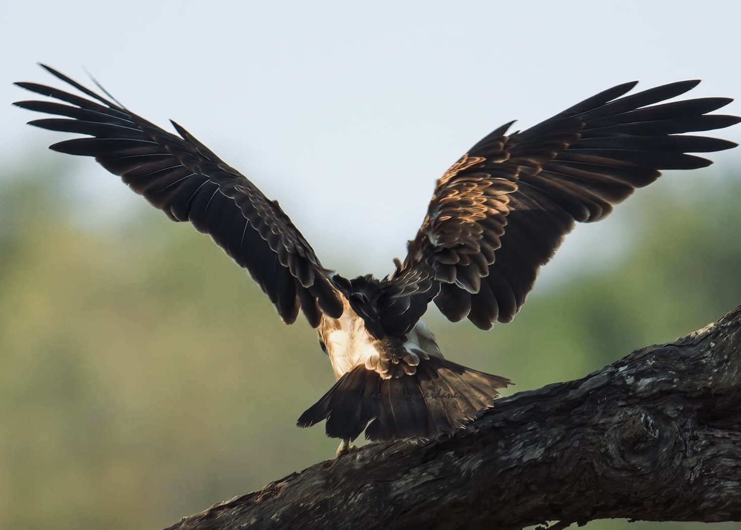Sri Lanka Yala National Park Wildlife 2026 Best Time to Visit, Real Costs, Top Parks & Perfect 7–14 Day Itineraries for Foreigners - Yala National Park Wildlife Journal