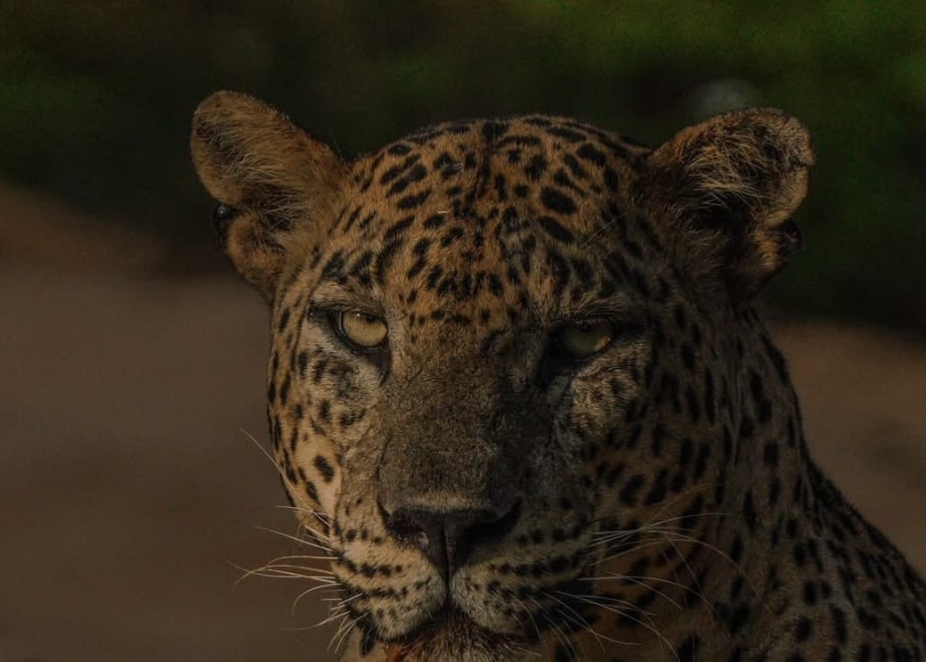 Yala National Park Safari 2026 The Only Guide You Need to See a Leopard, Plan Smart & Book Right - Yala National Park Wildlife Journal