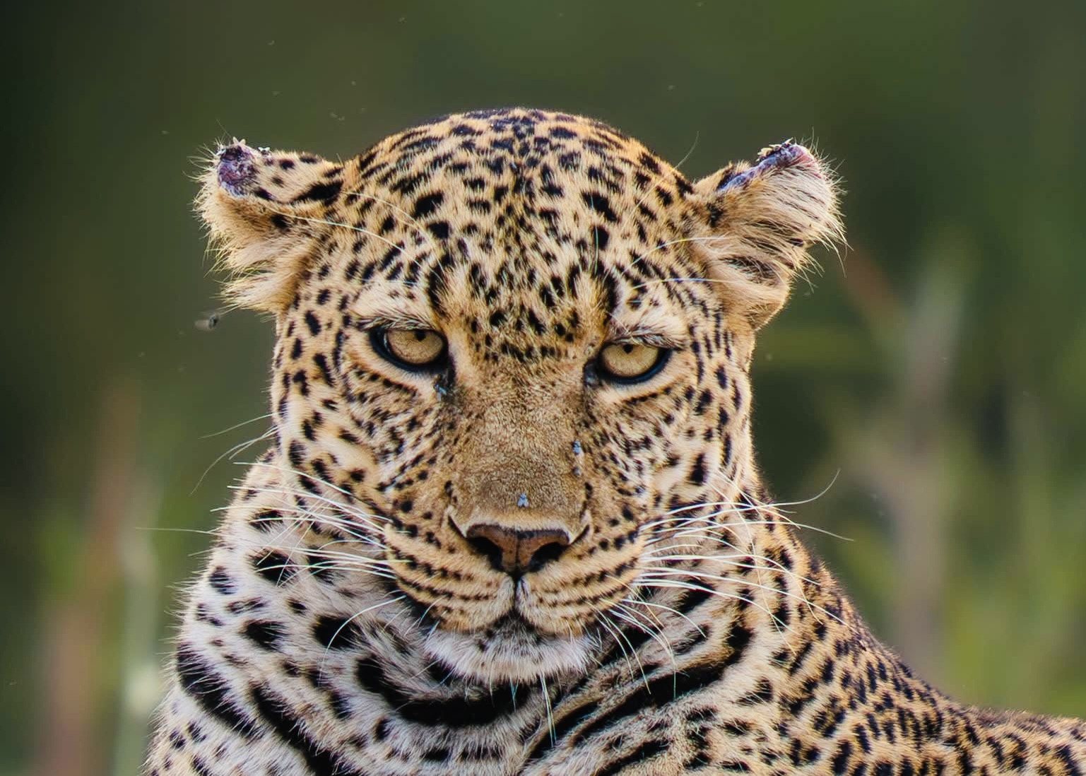 Yala Safari 2026 Ultimate First-Timer Guide for Foreigners – Costs, Best Time, Leopards & Block Tips - Yala National Park Wildlife Journal