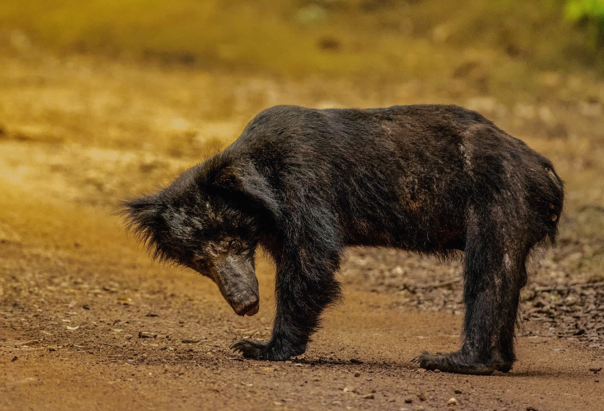 How Many Days Do You Need in Yala National Park? The Perfect 2-Day Itinerary (Minute by Minute) for 2026 - Yala National Park Wildlife Journal