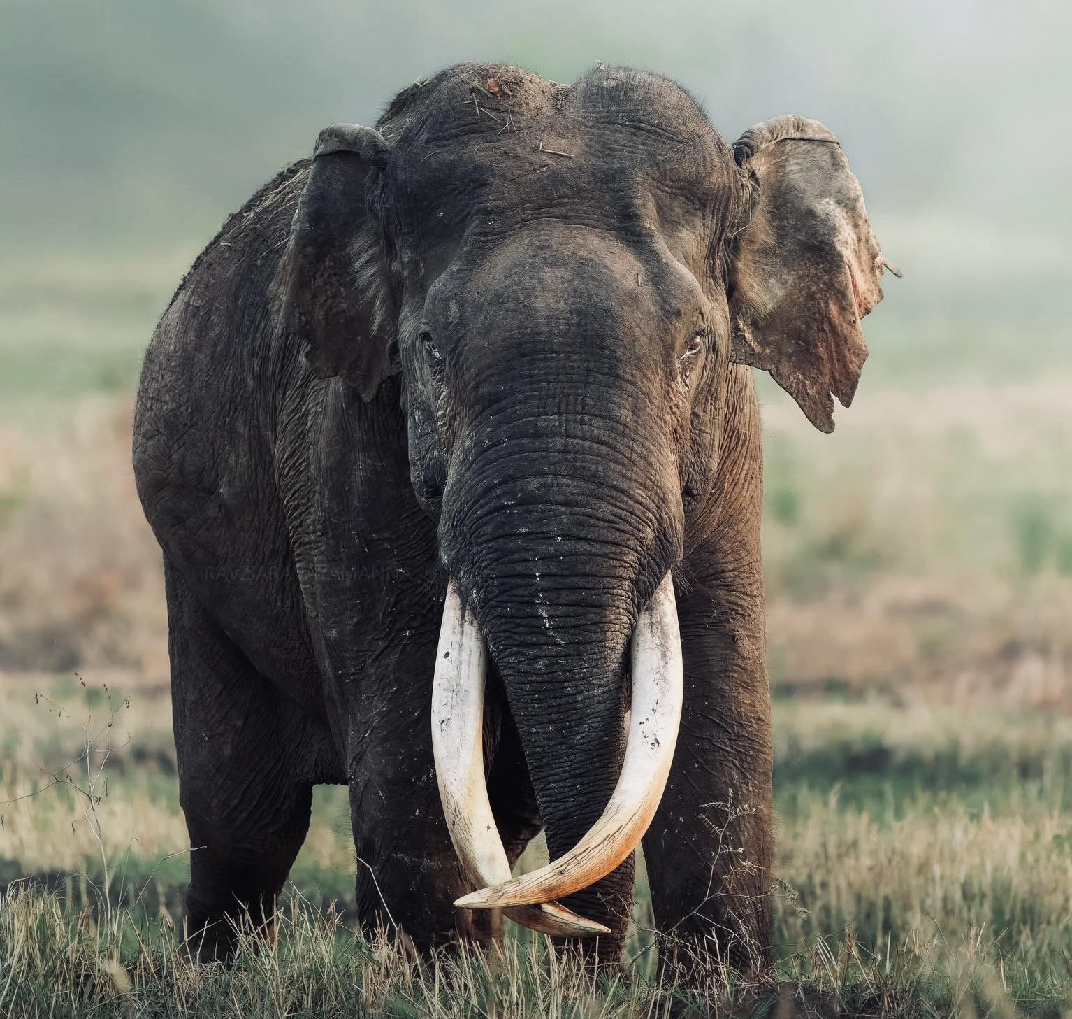 Bundala Tour 7 hours - Yala Safari Package