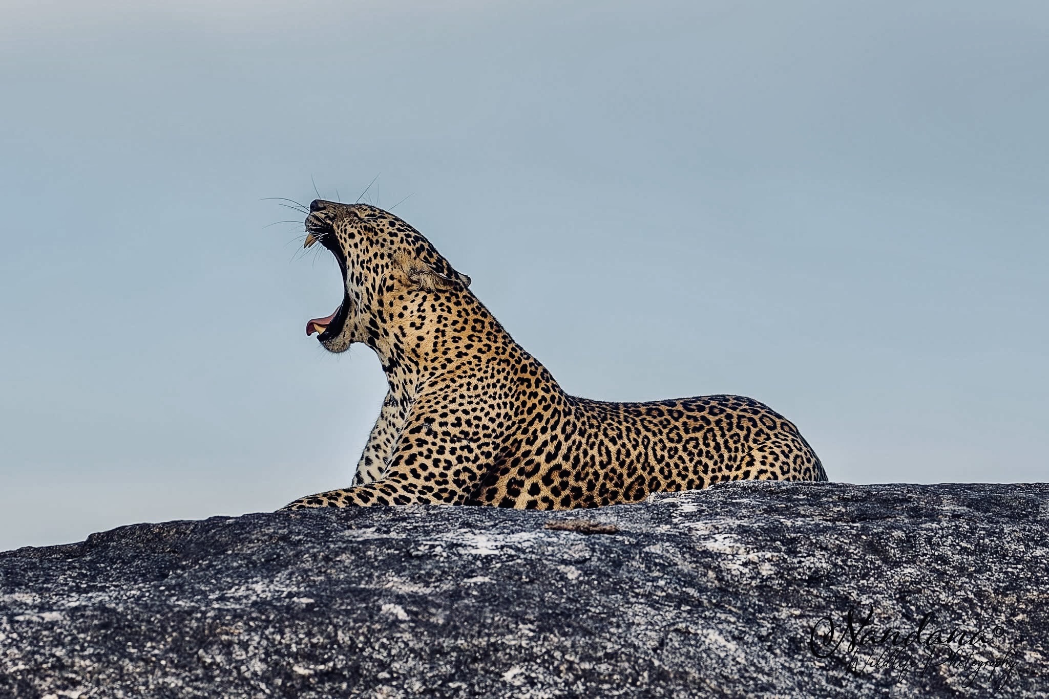 wildlife Accommodation Guide 2026 | Budget to Luxury Lodges Compared (Complete Breakdown) - Yala National Park Wildlife Journal