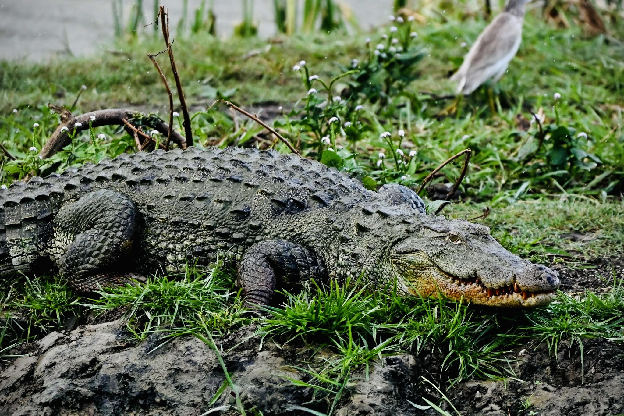 How to Get to Yala | Complete Transport Guide from Every Sri Lanka Location - Yala National Park Wildlife Journal