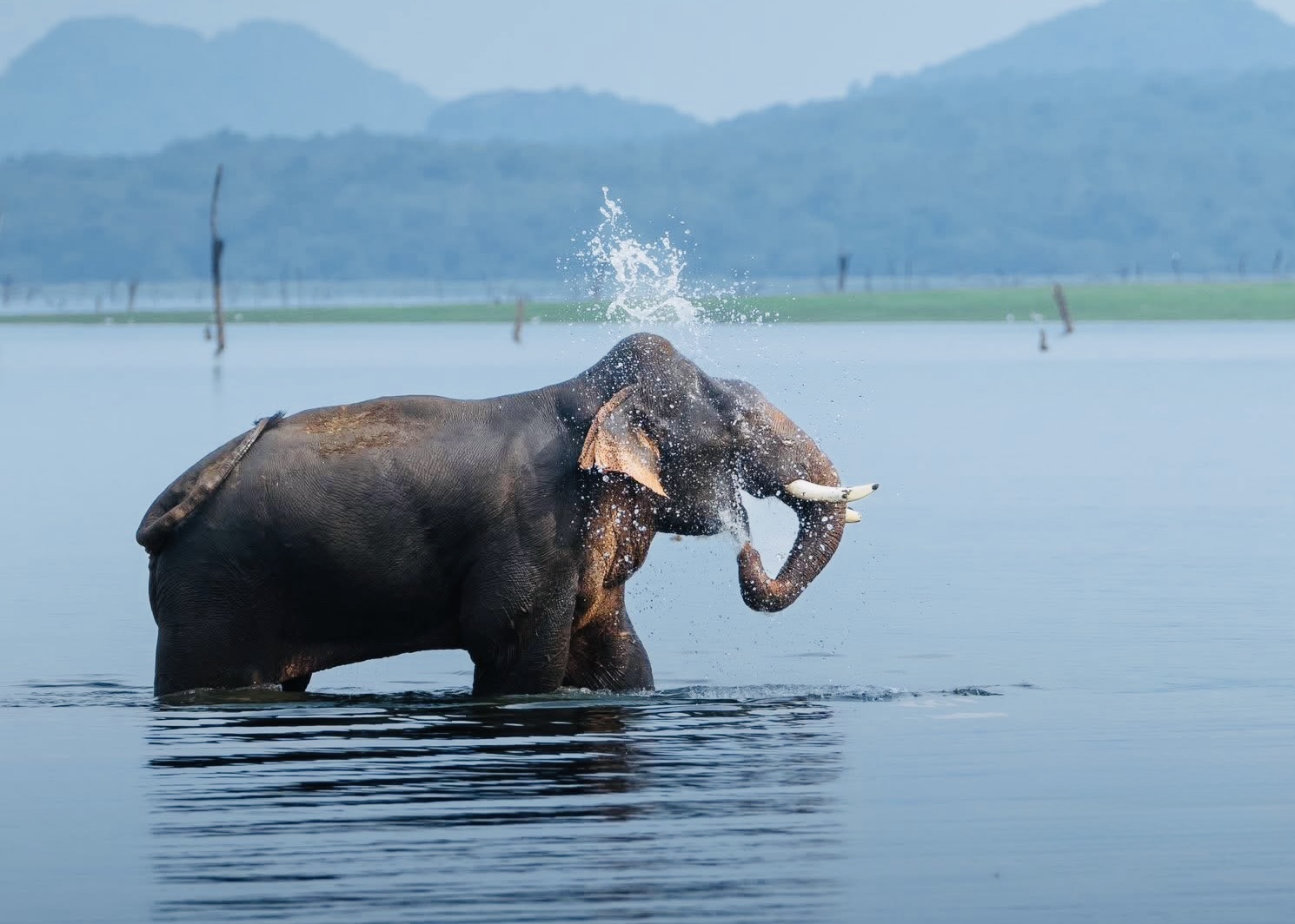 Yala National Park Complete Map & Blocks Guide 2026: Block 1, 3, 4 & 5 Explained - Yala National Park Wildlife Journal