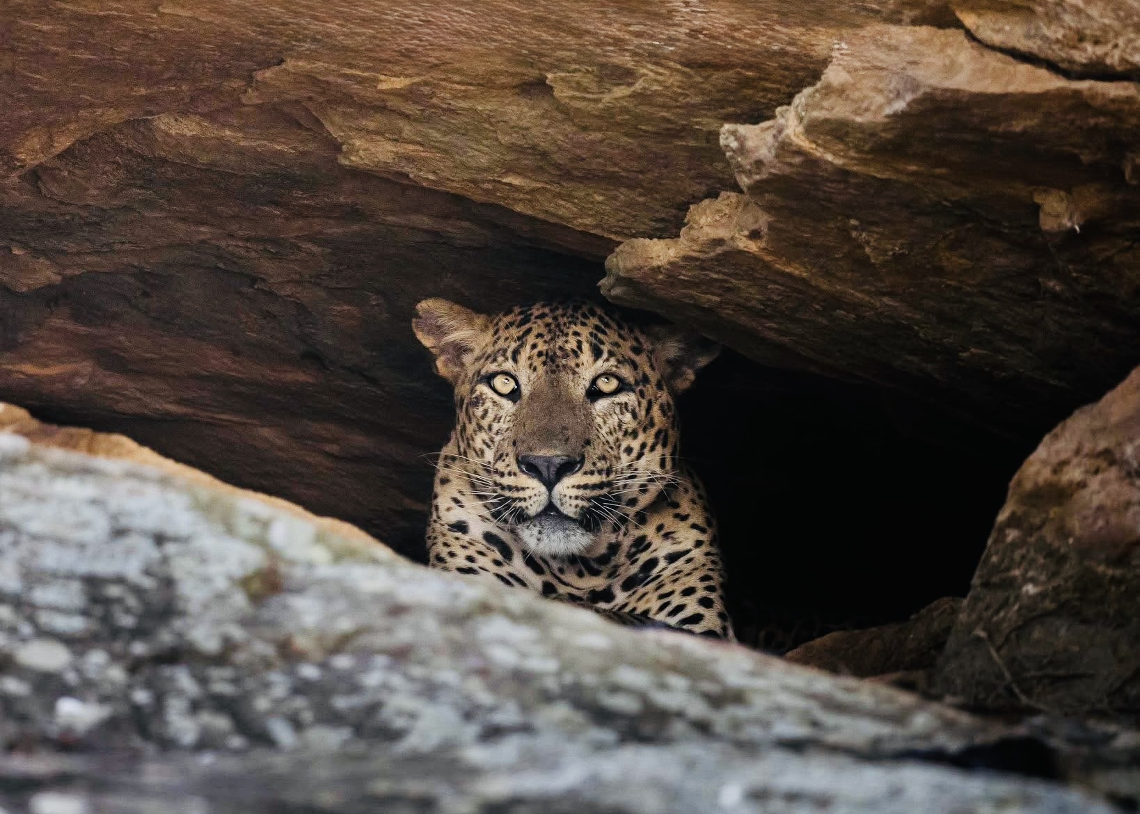Wildlife Myths vs Reality 2026 | What Travel Blogs Get Wrong (The Honest Truth) - Yala National Park Wildlife Journal