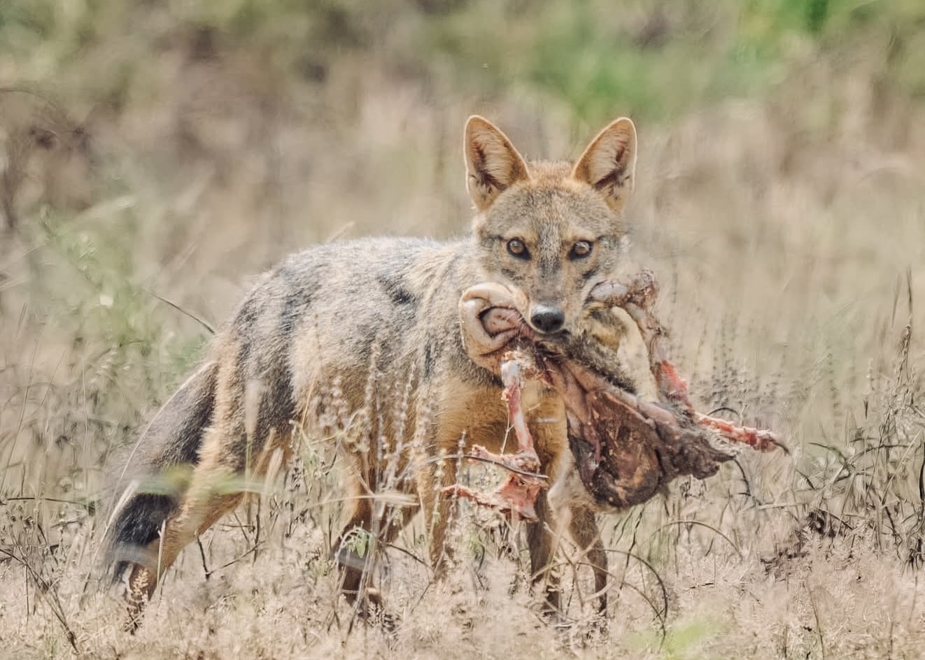 Sri Lanka Wildlife Guide 2026 | Every Animal You May See - Yala National Park Wildlife Journal