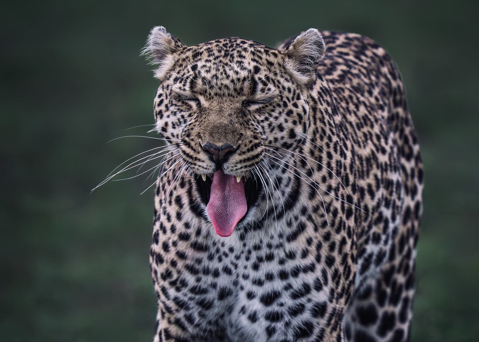 Yala National Park Closure Dates 2026 | Is Yala Closed? - Yala National Park Wildlife Guide