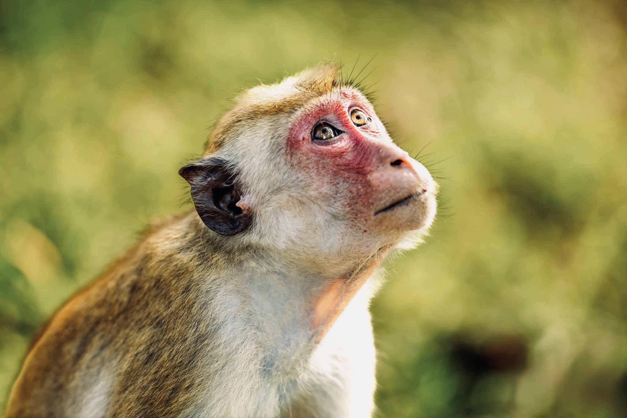 Best Time to Visit Sri Lanka in | Complete Weather & Monsoon Guide by Month - Yala National Park Wildlife Journal