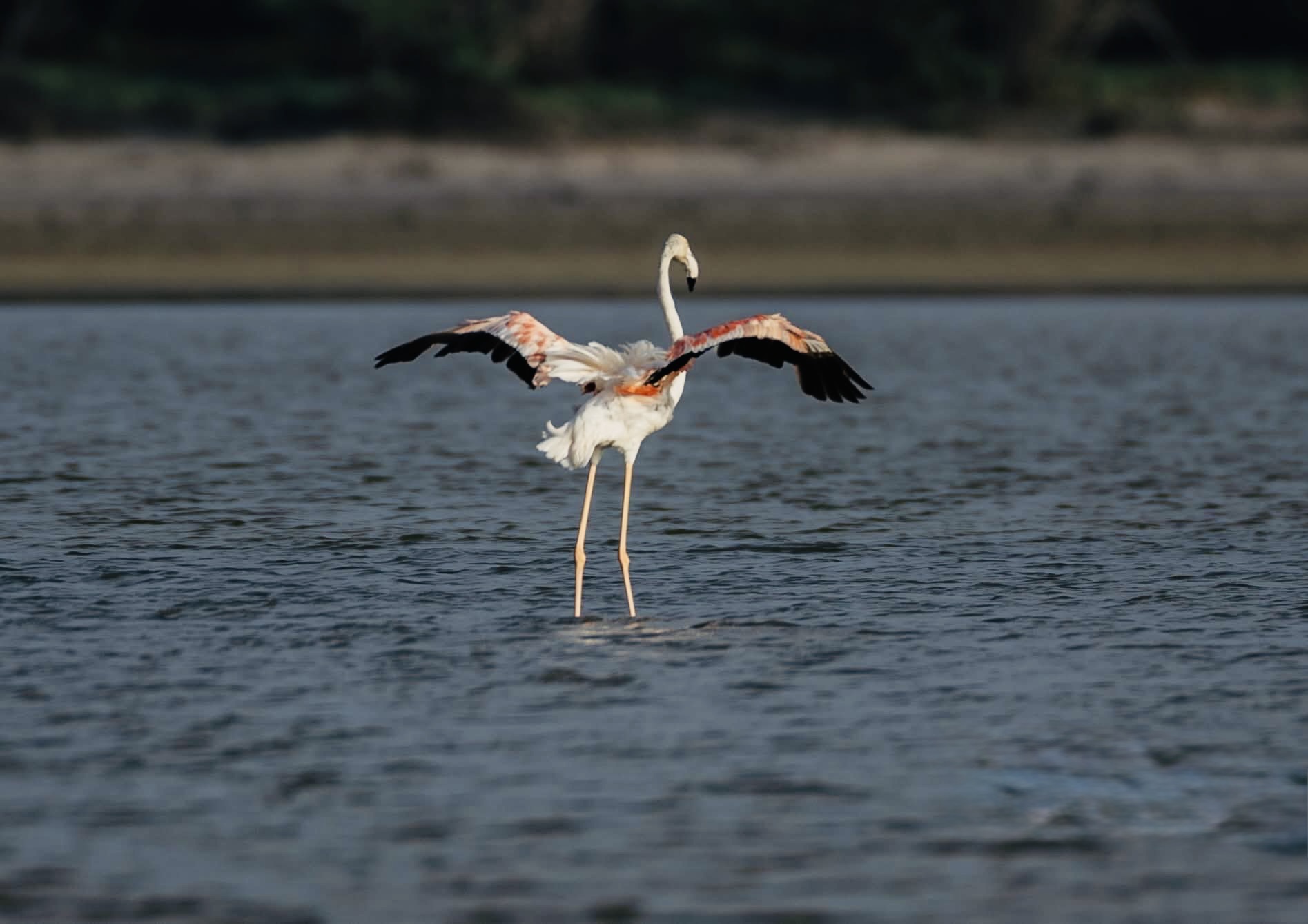 Kandy to Ella Train Guide | Tickets, Best Seats, Schedule & Scenic Views - Yala National Park Wildlife Journal