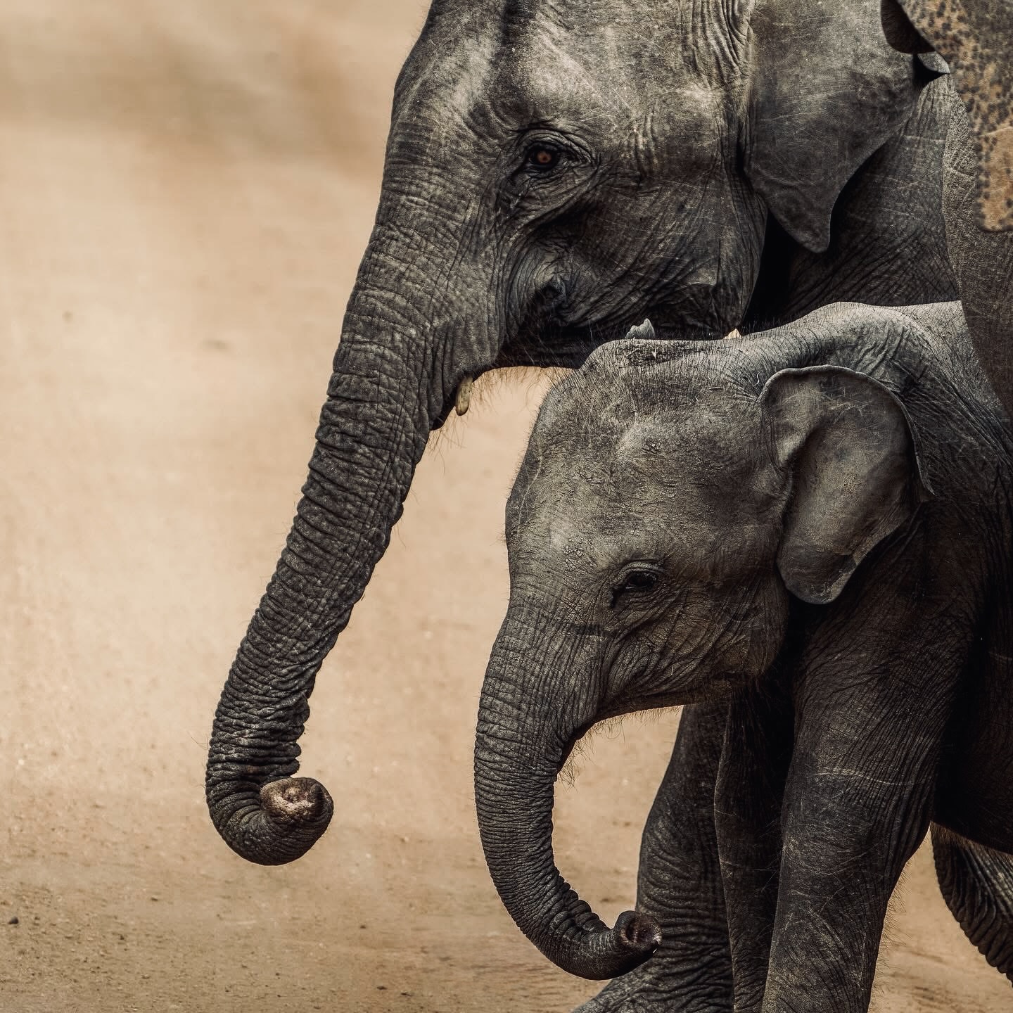 Ella Sri Lanka Guide | Best Things to Do, Hotels, Hiking & Travel Tips - Yala National Park Wildlife Journal