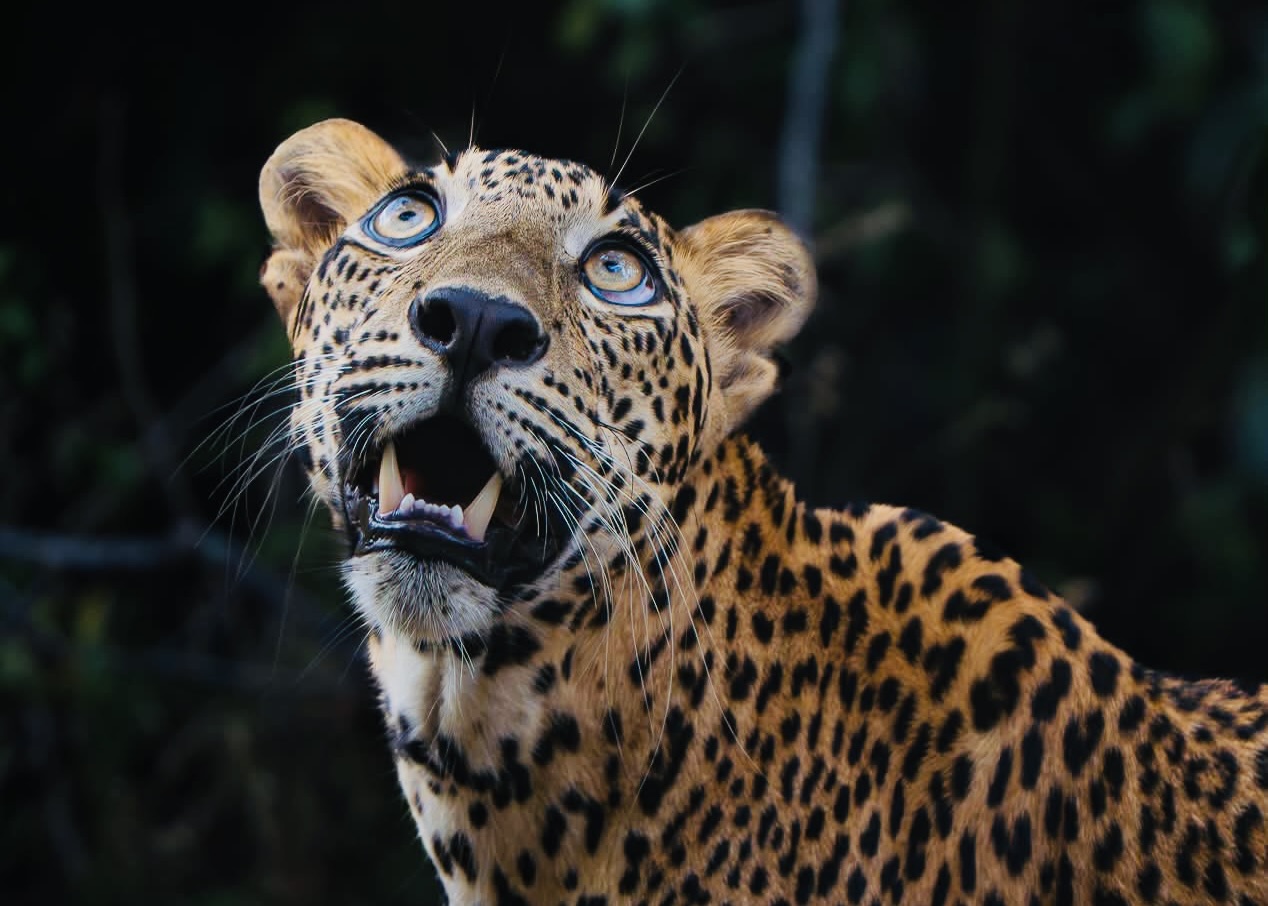 Wild Sri Lankan Leopard Panthera pardus kotiya on Patanangala rock in Yala National Park