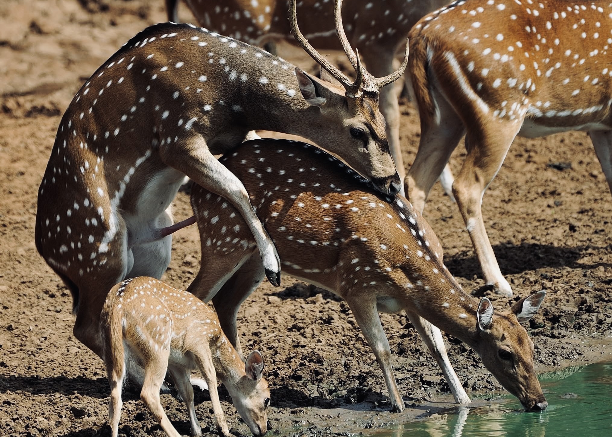 How to Get Around Sri Lanka 2026 | Complete Transportation Guide - Yala National Park Wildlife Journal