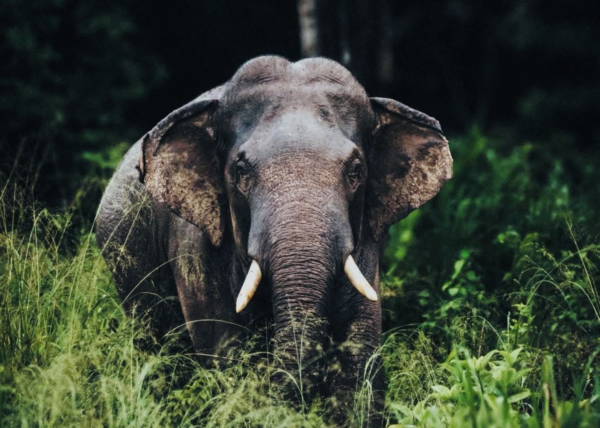 Sri Lanka Trip Cost Breakdown | Complete Price Guide & Daily Budget Calculator - Yala National Park Safari Guide