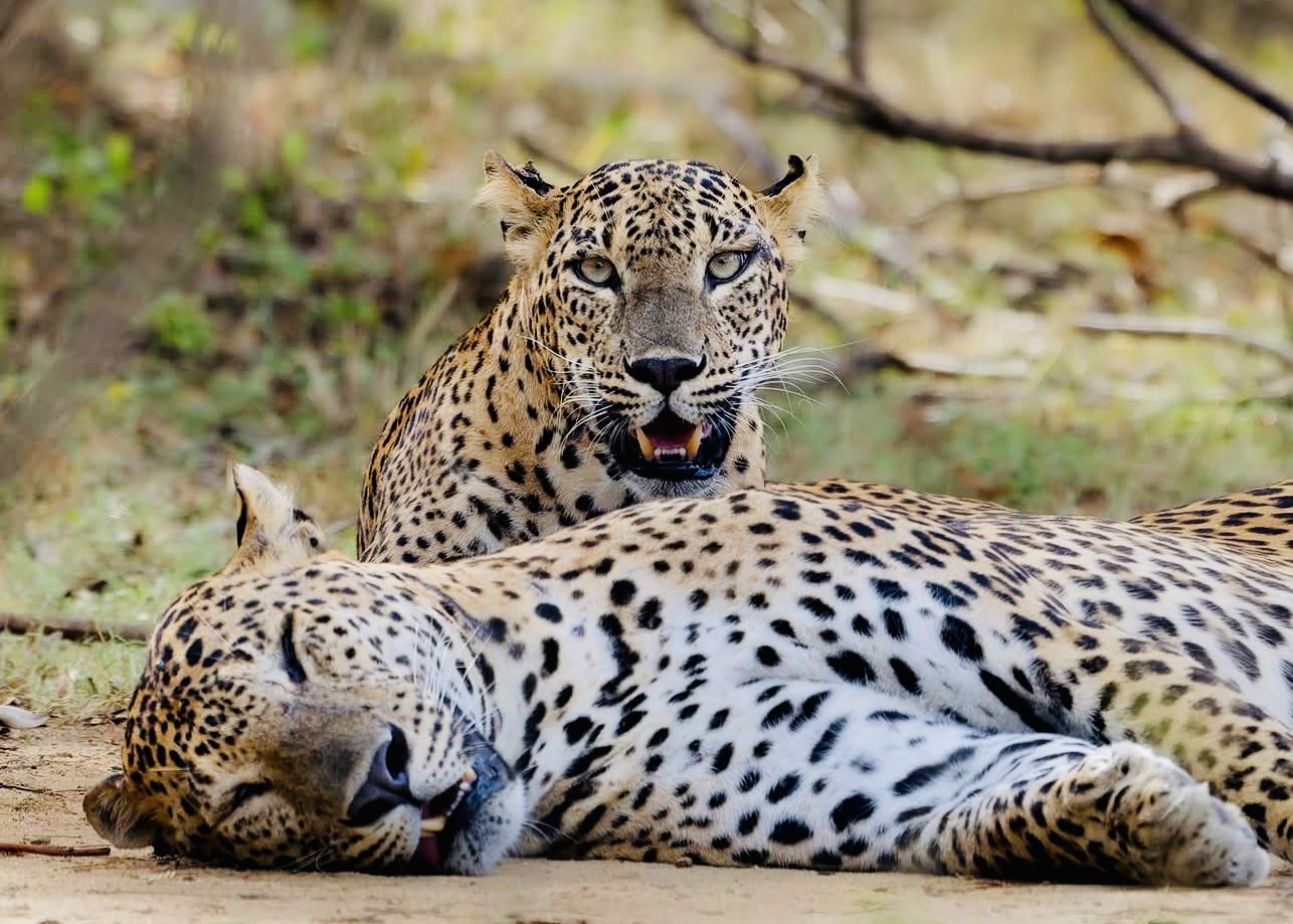 Sri Lanka Honeymoon Guide | Romantic Itinerary with Yala Safari Leopard Encounter - Yala National Park Wildlife Journal
