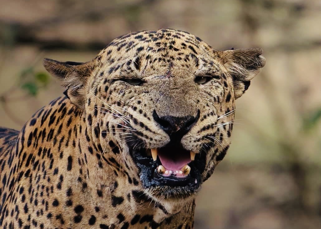 Sri Lanka ETA Visa Complete Guide | How to Apply, Cost, Processing Time & Requirements - Yala National Park Wildlife Journal