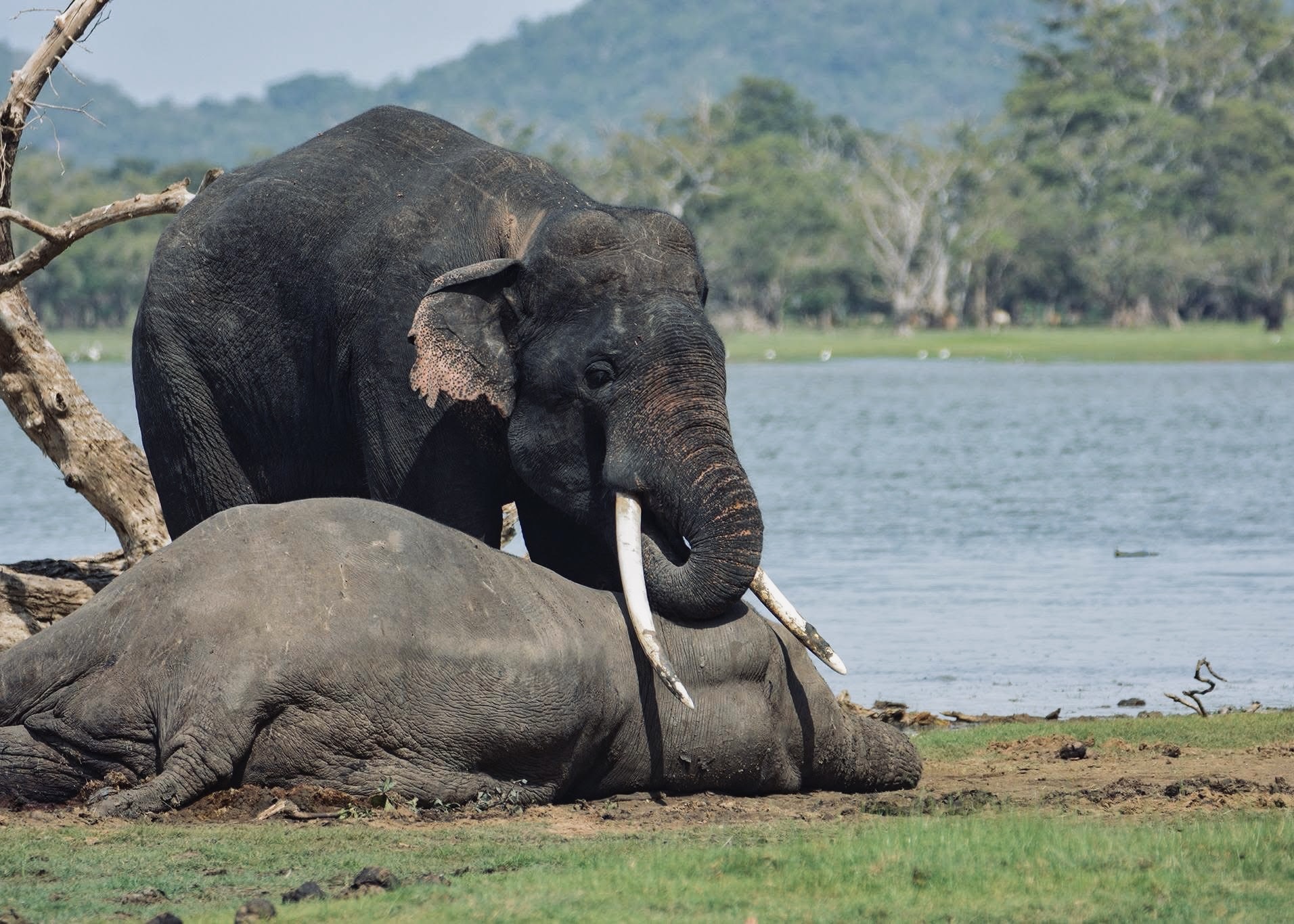 Best Beaches in Sri Lanka 2026 | Complete Guide to South & West Coast - Yala National Park Wildlife Journal
