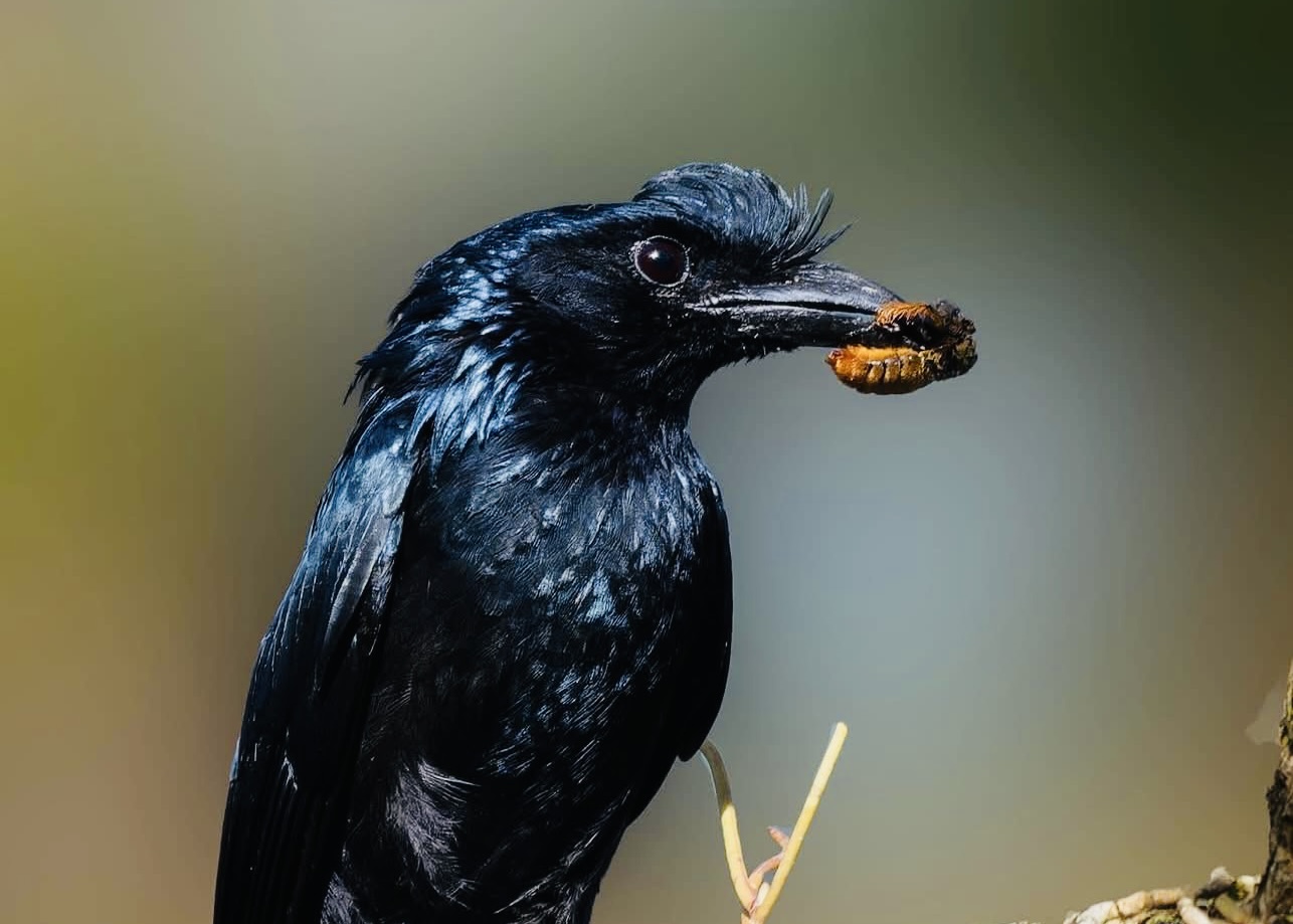 Sri Lanka Food Guide | What to Eat, Best Restaurants & Street Food - Yala National Park Wildlife Journal