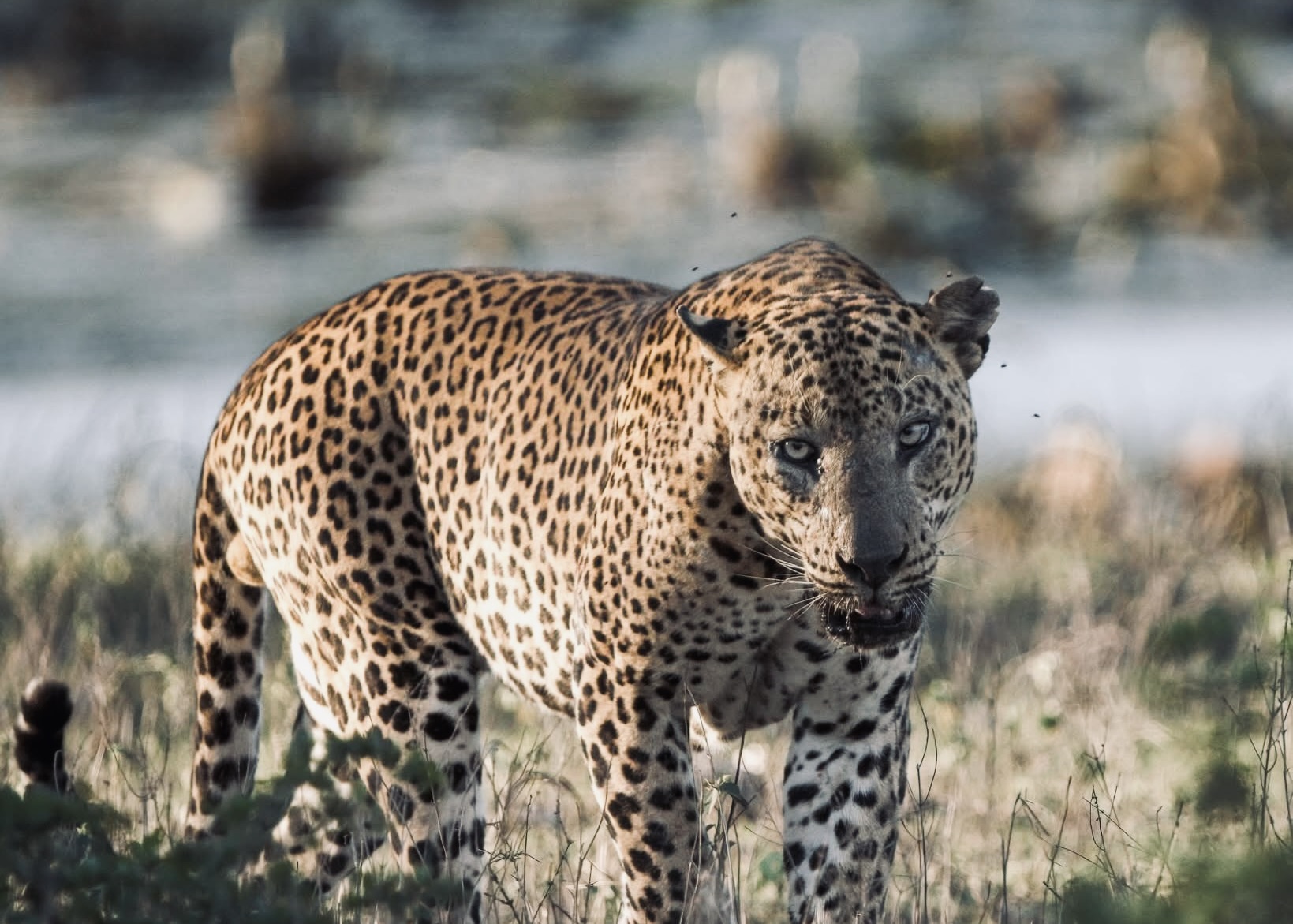 Kandy City Guide | Complete Travel Guide to Temple of Tooth & Activities - Yala National Park Wildlife Journal