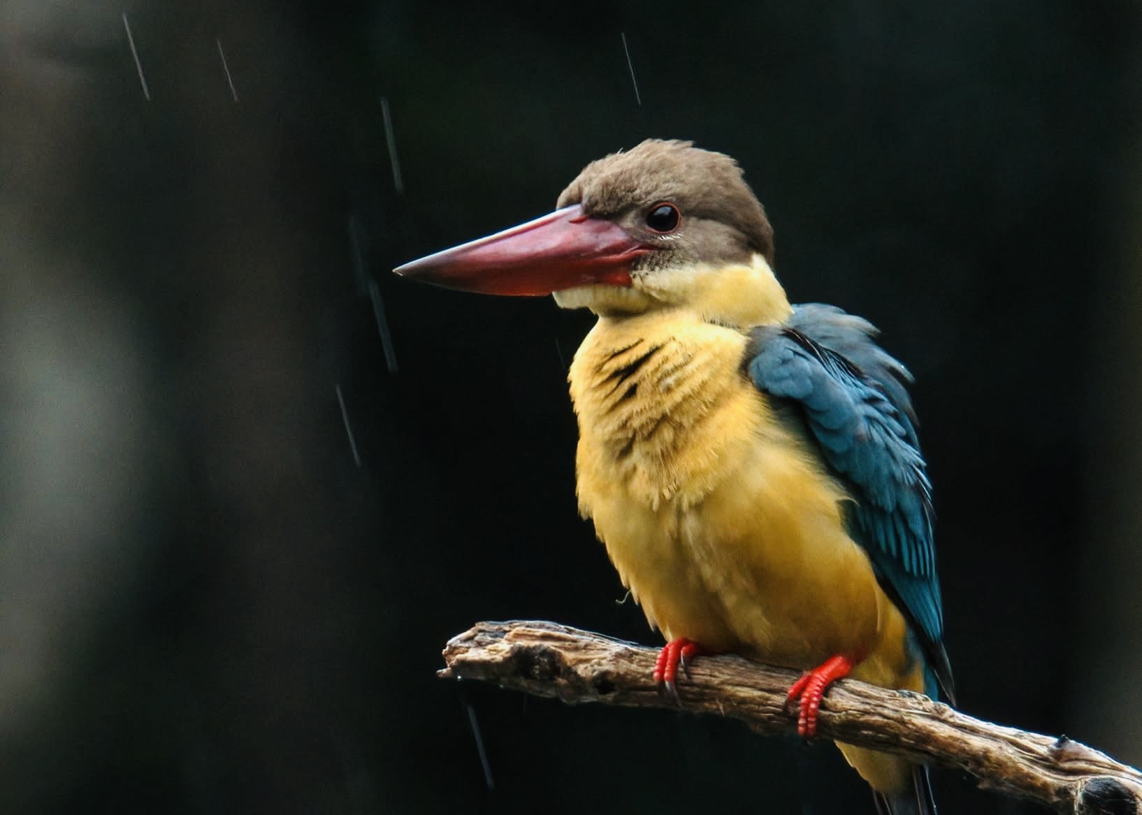 Nuwara Eliya City Guide | Complete Hill Station Guide to Gregory's Lake & Activities - Yala National Park Wildlife Journal
