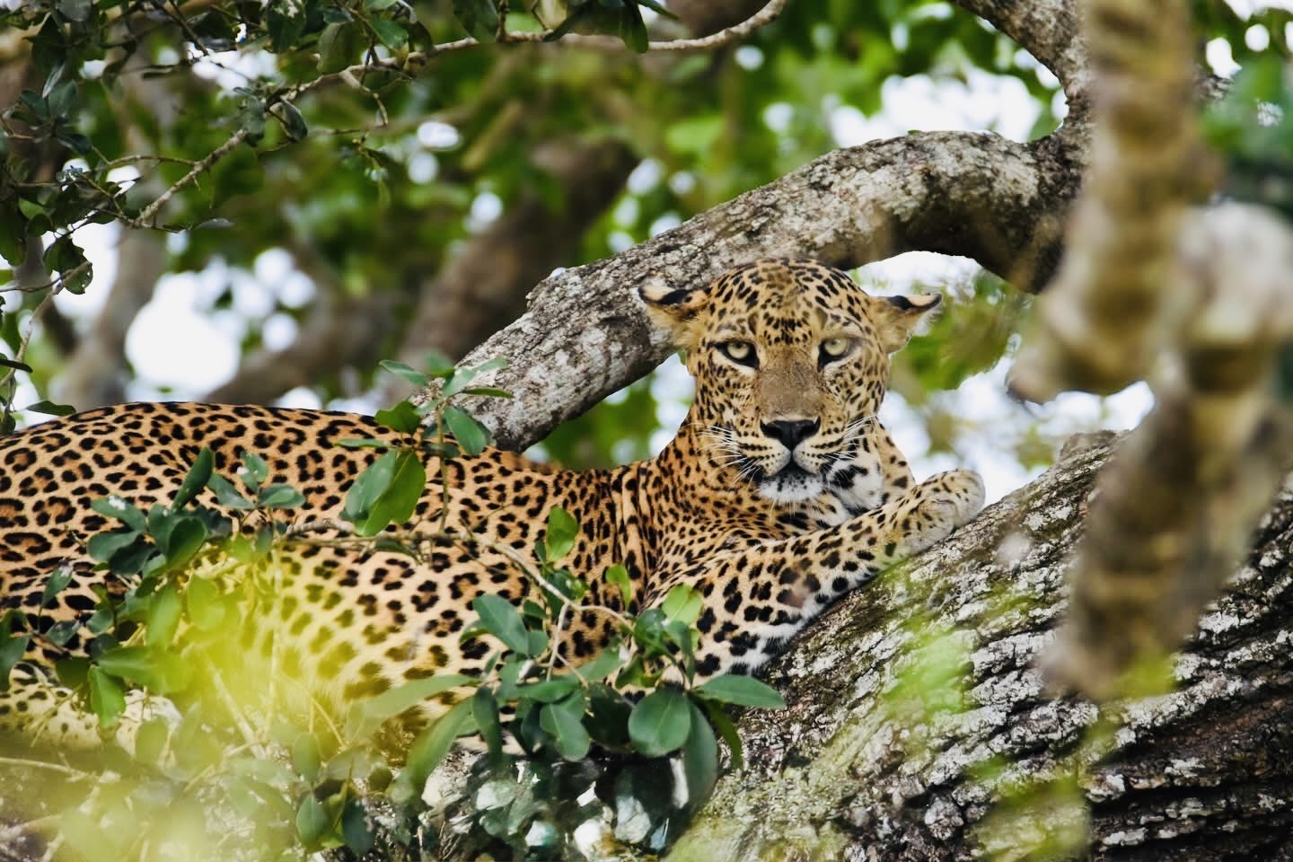 Solo Female Travel Sri Lanka | Complete Safety Guide & Women's Travel Tips - Yala National Park Wildlife Journal