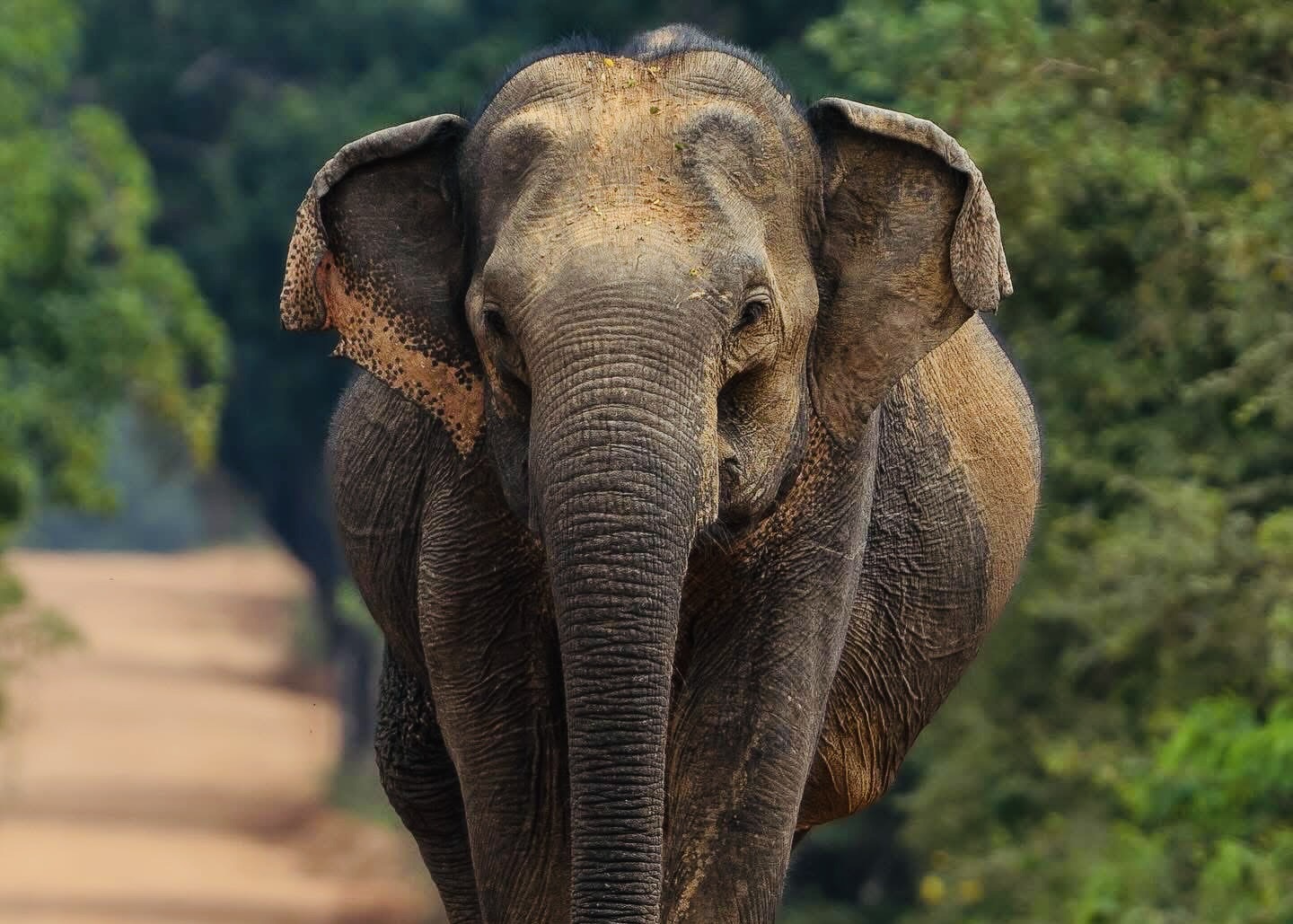 Sri Lanka with Kids Family Travel | Complete Family Travel Guide & Kid-Friendly Activities - Yala National Park Wildlife Journal