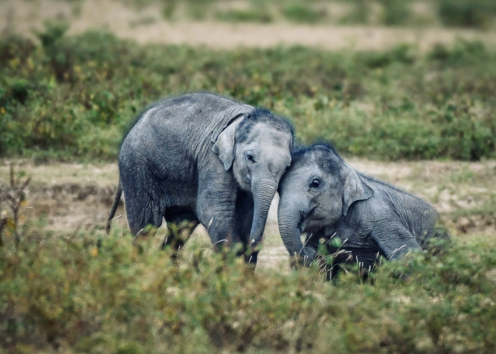 Yala Morning Tour (4 Hours) - Yala National Park Safari Jeep Drive