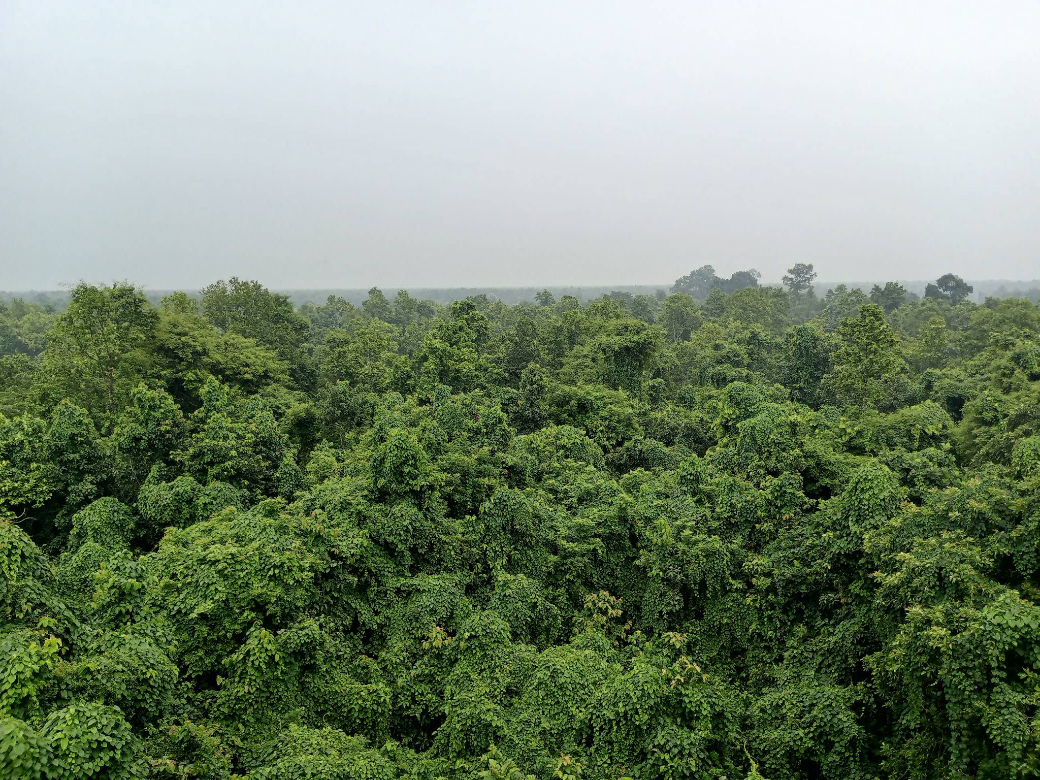 Madhupur National Park (Madhupur Shalban)