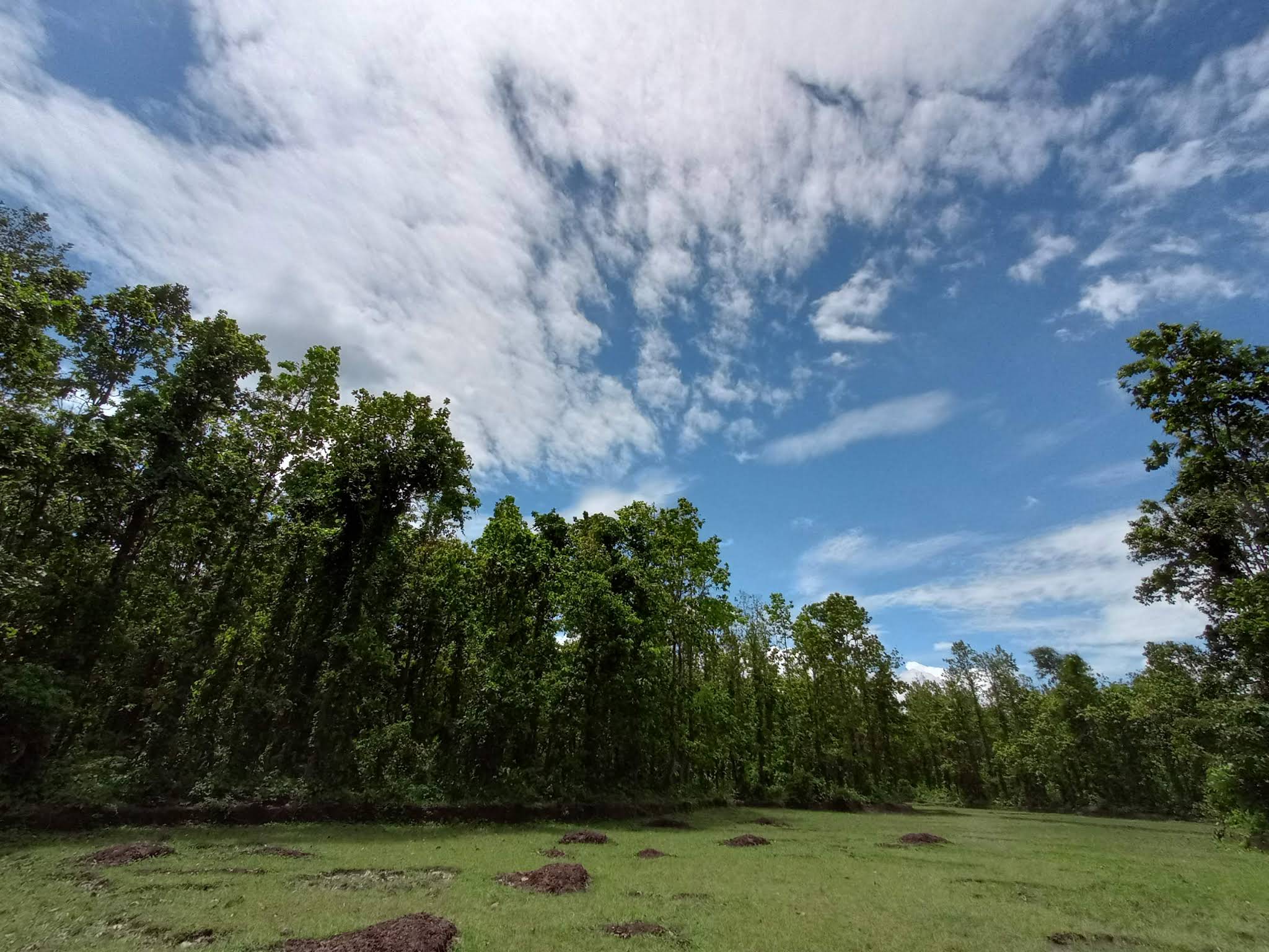 Madhupur National Park (Madhupur Shalban)