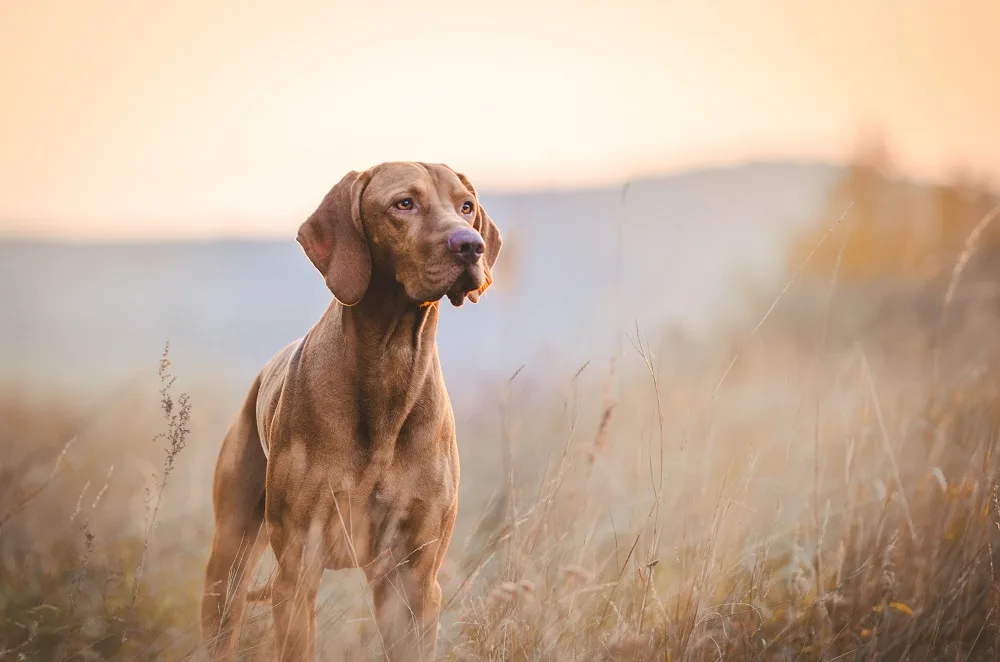 Te koop: Ontwikkelaar product voor dierengeneeskunde | Brookz®