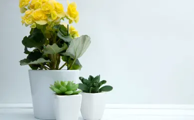 Veredelingsbedrijf in sierbloemen, groenten of fruit gezocht ter overname. Neem contact op via Brookz