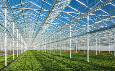 1,5Ha kassen in glastuinbouwgebied regio Haarlemmermeer. Neem contact op via Brookz